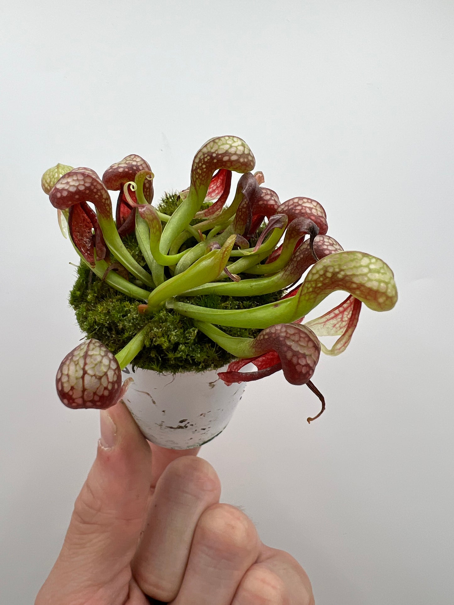 Darlingtonia californica (Cobra Pitcher Plant) - Seed Grown #170