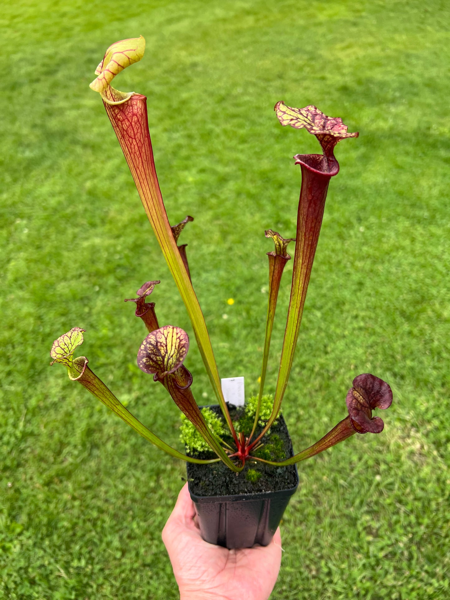 Sarracenia flava var. rubricorpora x “Strawberry Milkshake” - Seed Grown #7