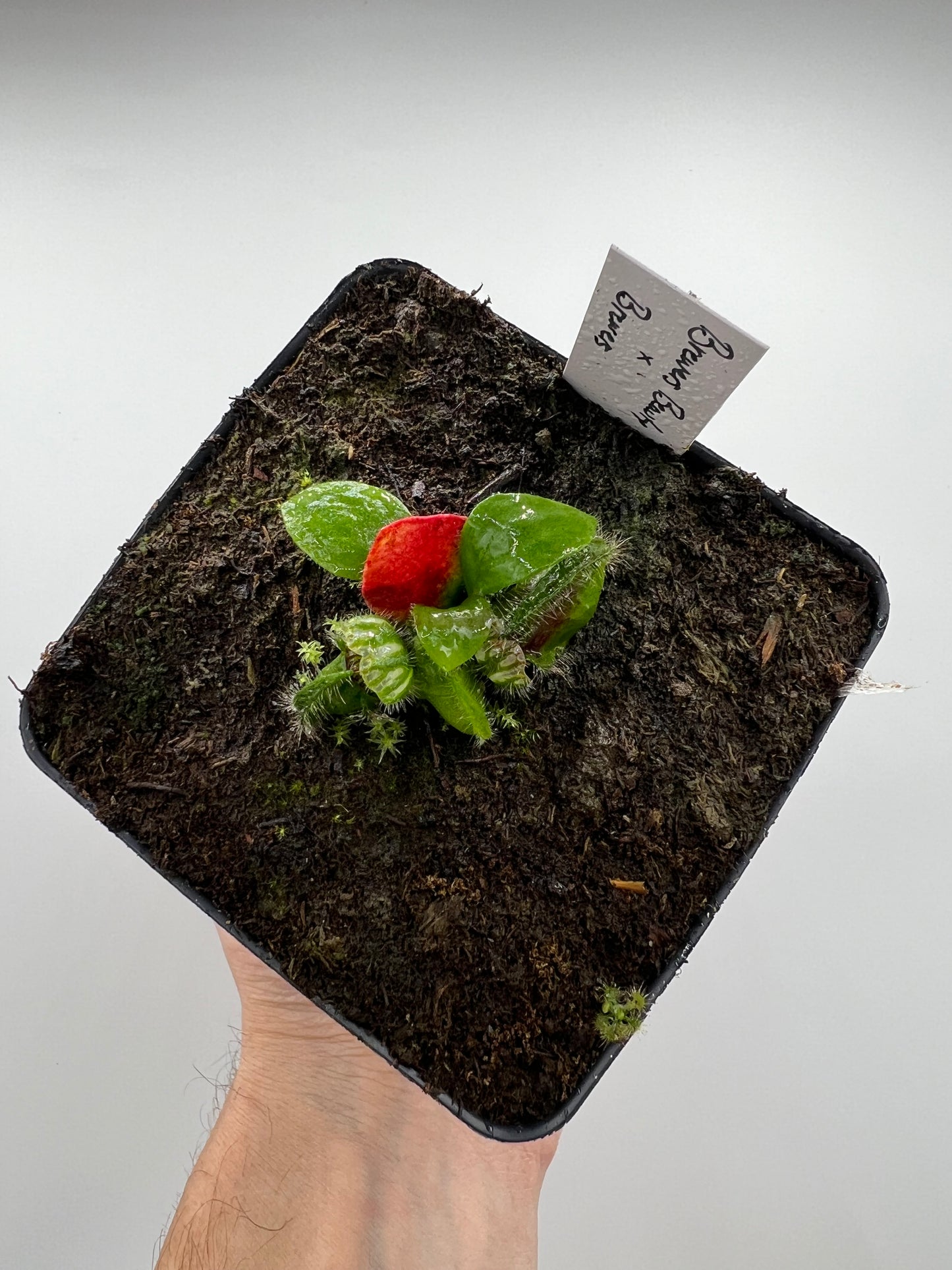 Cephalotus follicularis “Brewers Beauty” x “Brewers”