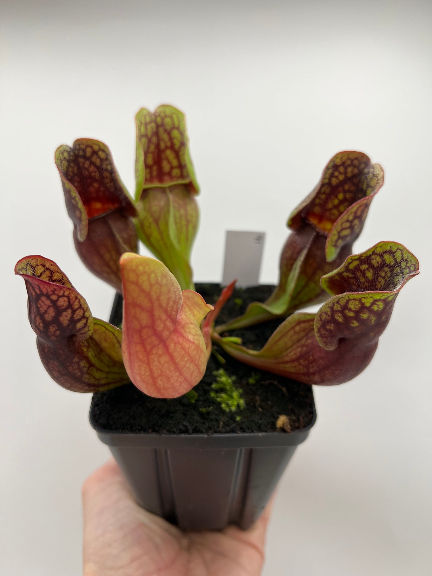 Sarracenia purpurea ssp. purpurea (Centre Co, PA) - Seed Grown #91