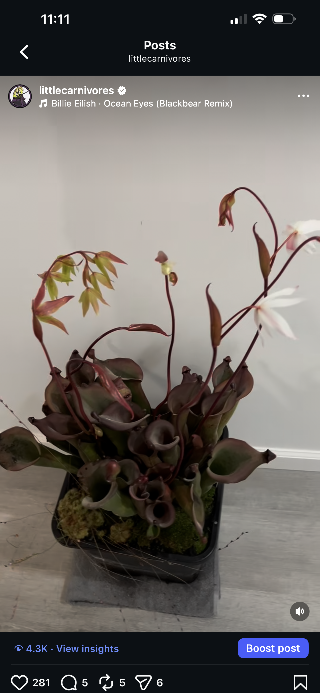 Heliamphora Nutans Giant x (tatei x folliculata) 8.14.19 LC1 - Fresh Division