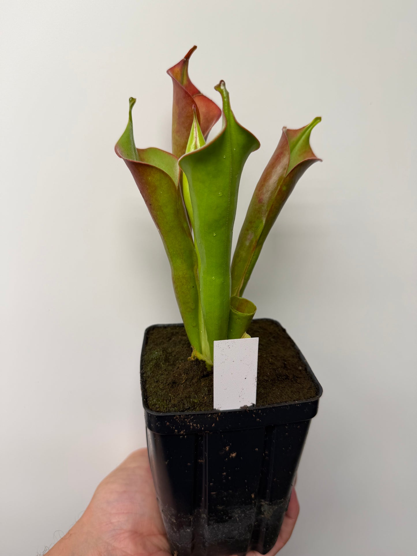 Heliamphora tatei (Cerro Duida)