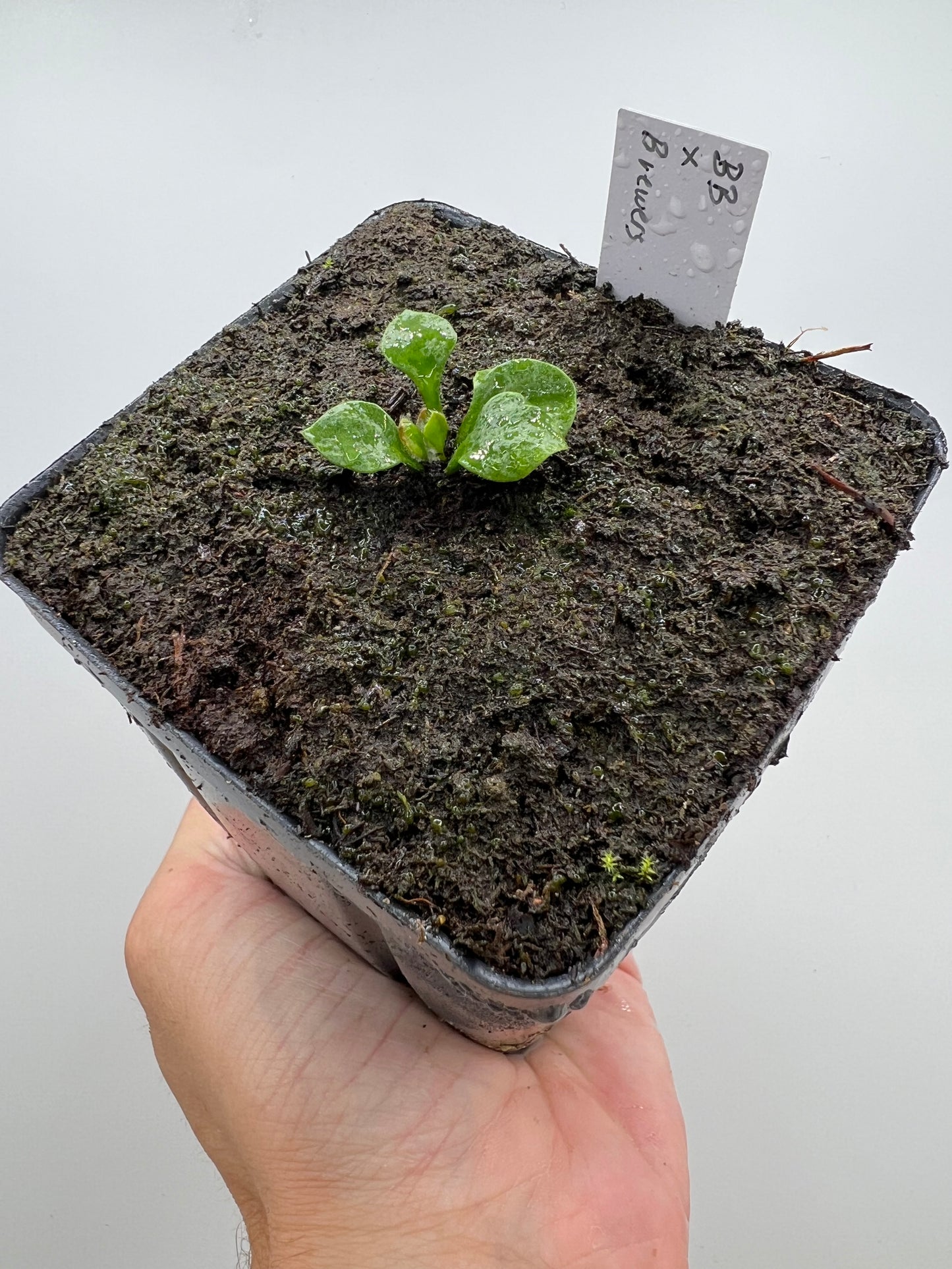 Cephalotus follicularis “Brewers Beauty” x “Brewers”