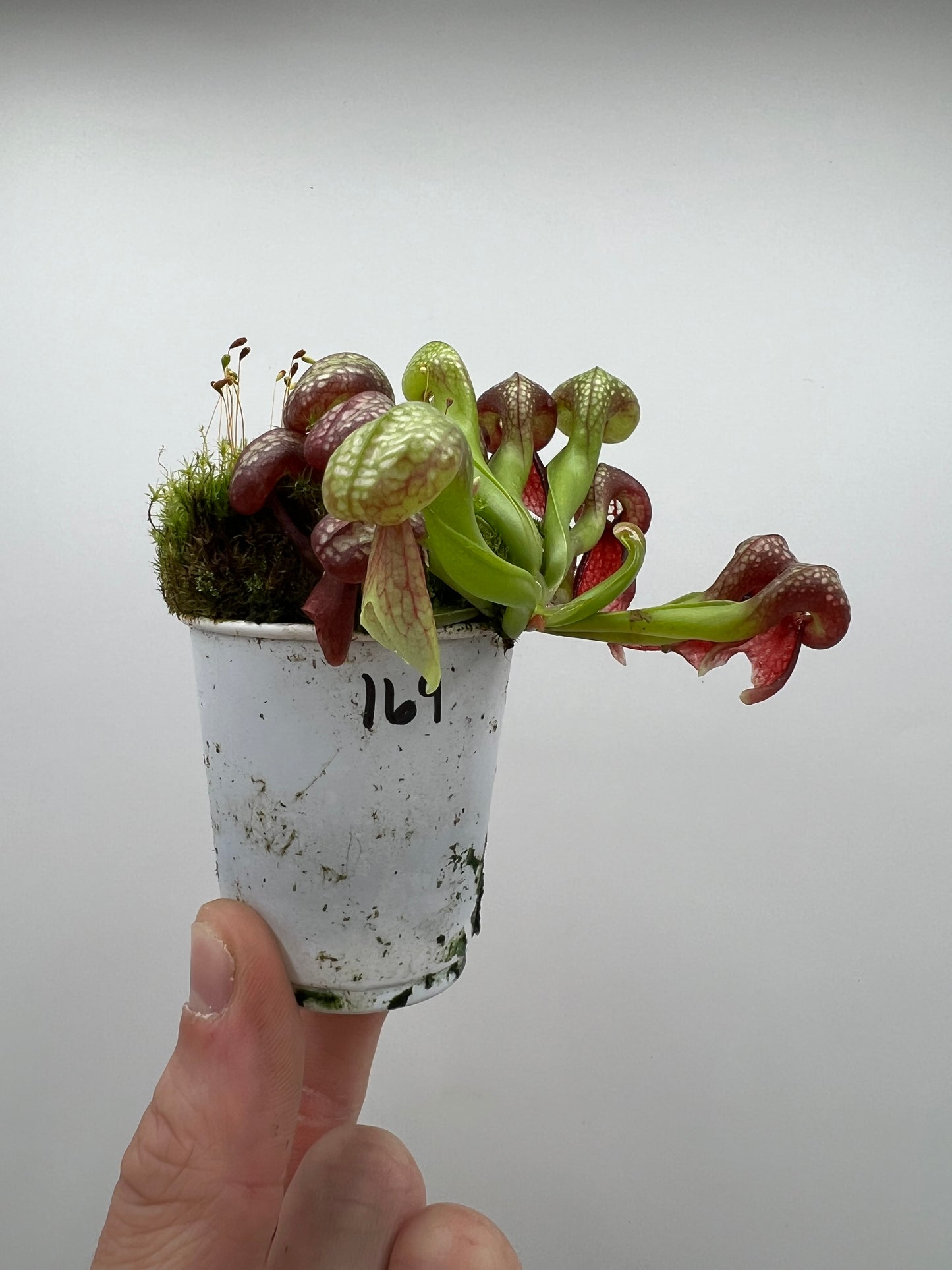 Darlingtonia californica (Cobra Pitcher Plant) - Seed Grown #169