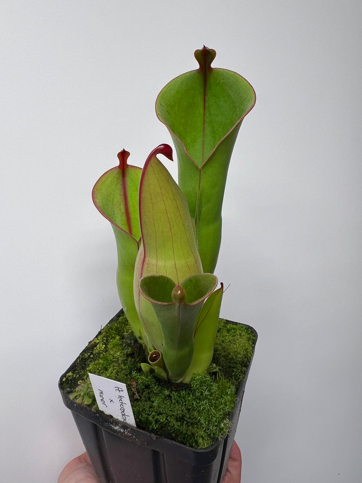 Heliamphora heterodoxa x minor