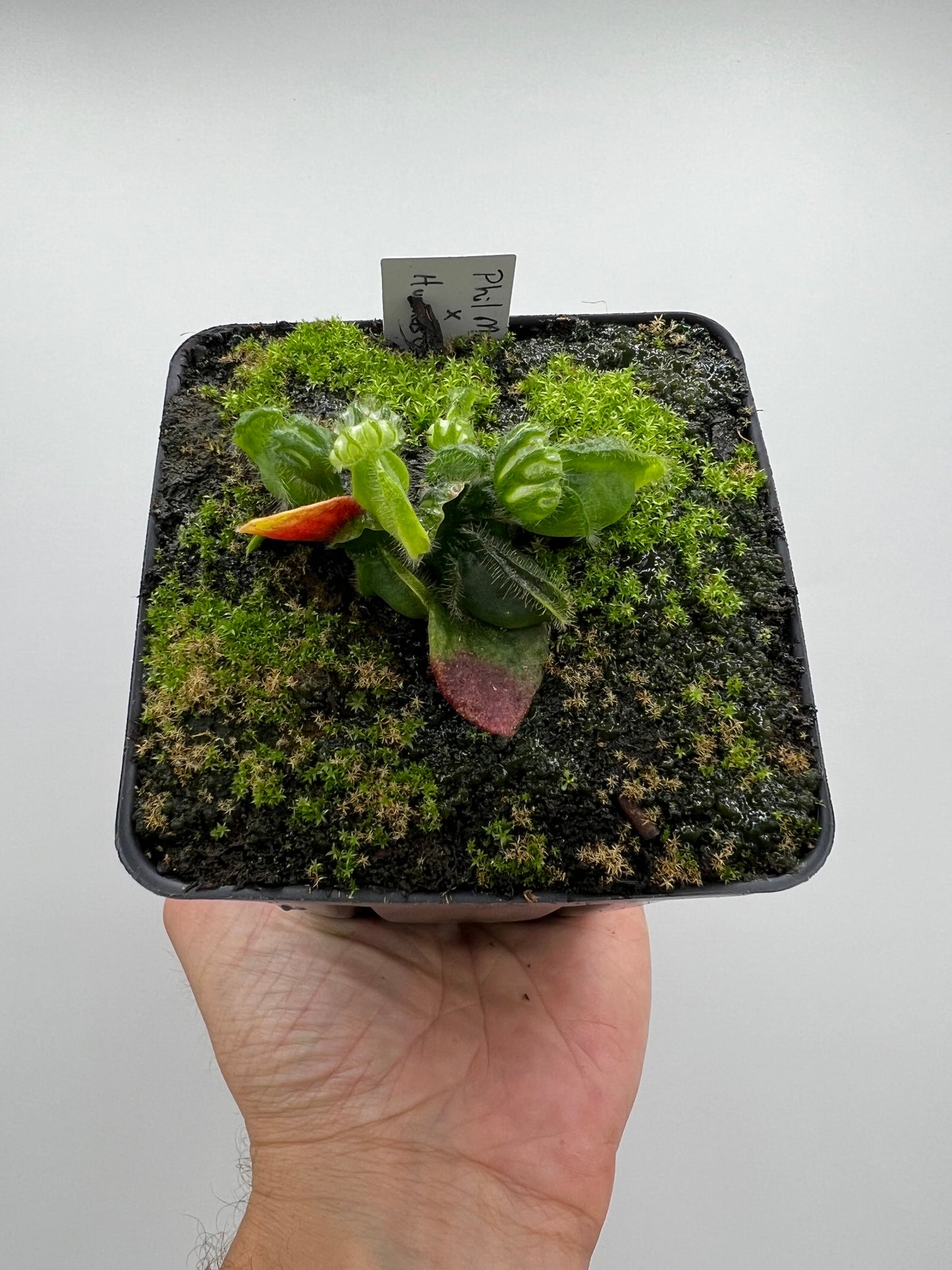 Cephalotus follicularis “Phil Mann” x “Hummers Giant”