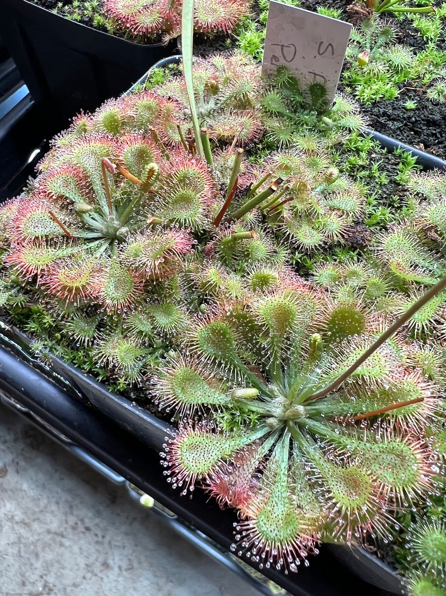 Drosera - Roundleaf Sundew, Single, Bare Root