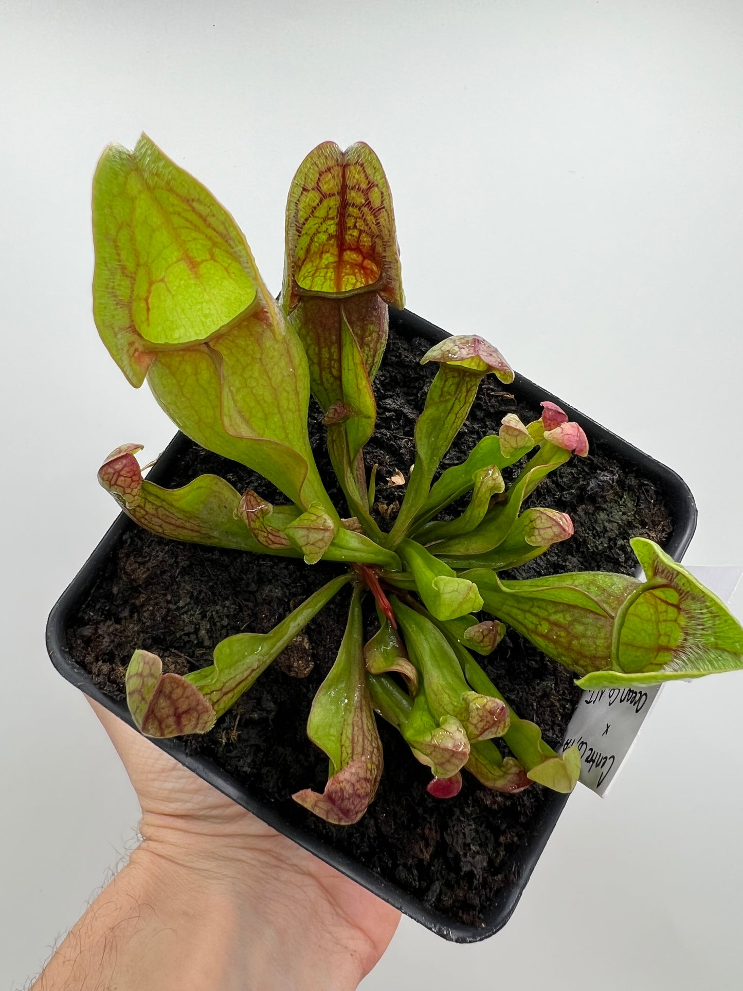 Sarracenia purpurea ssp. purpurea (Centre Co, PA) x (Ocean Co, NJ) - Seed Grown #20