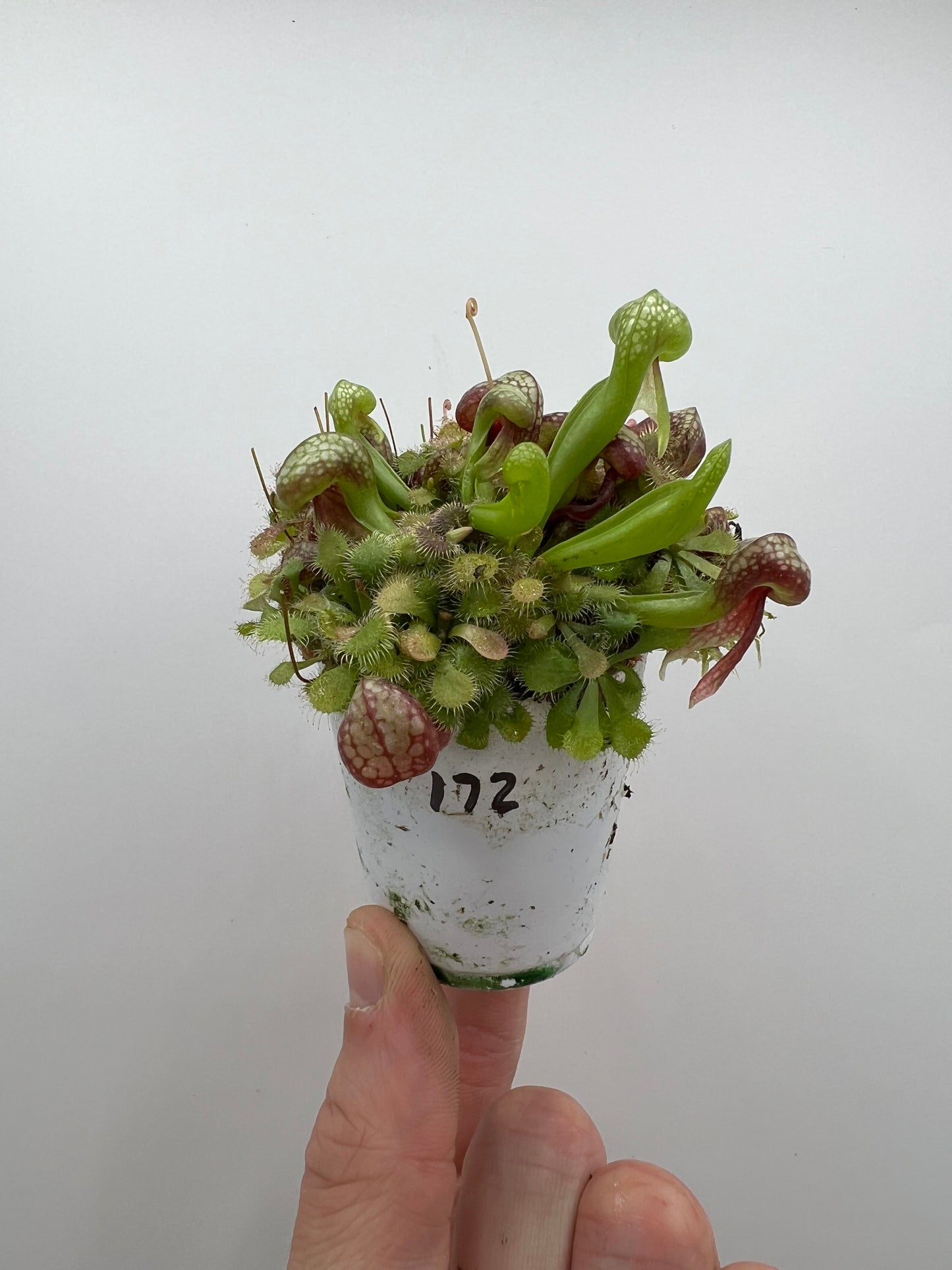 Darlingtonia californica (Cobra Pitcher Plant) - Seed Grown #172