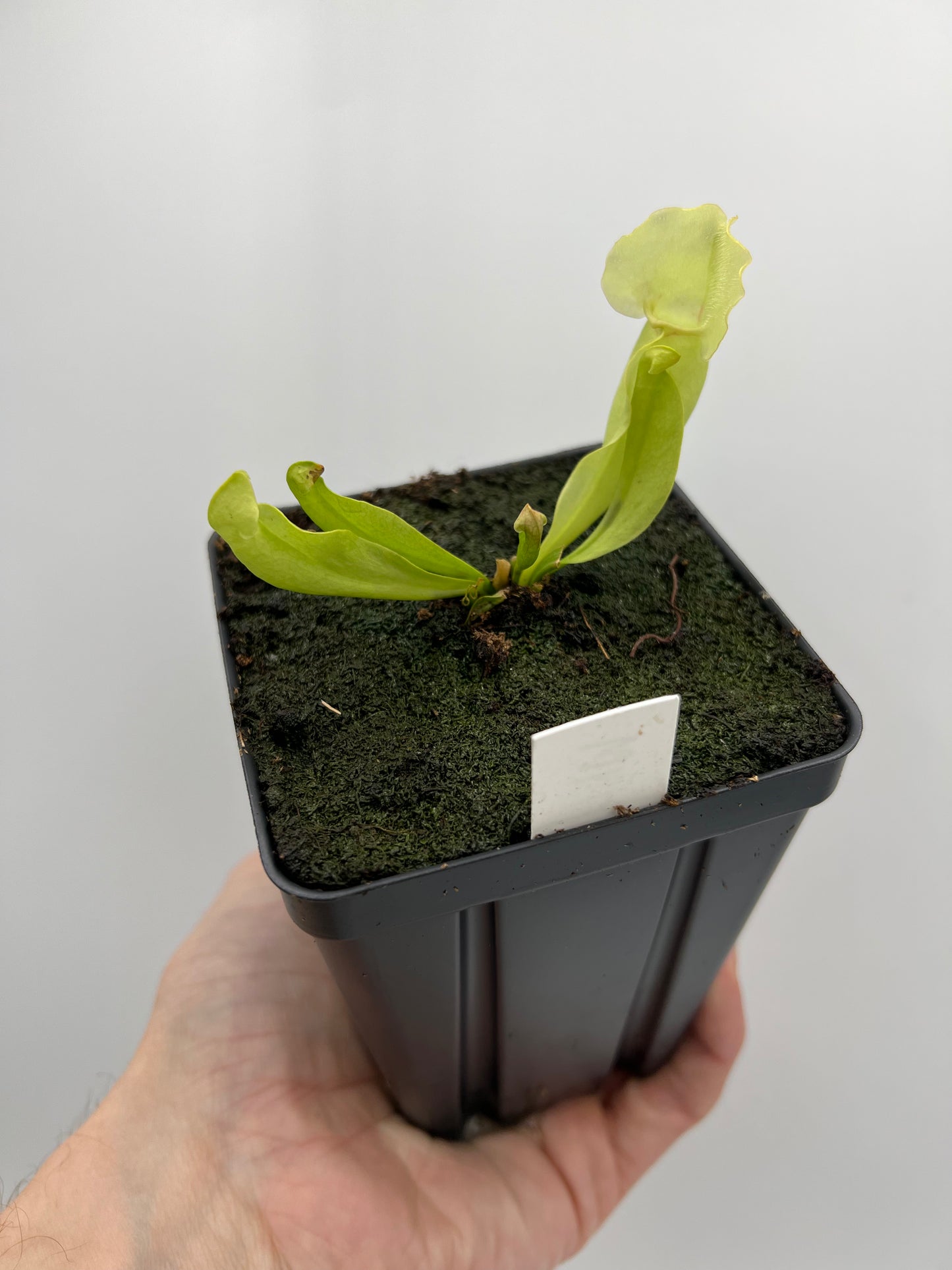 Sarracenia purpurea ssp. venosa “White Ghost” - Araflora