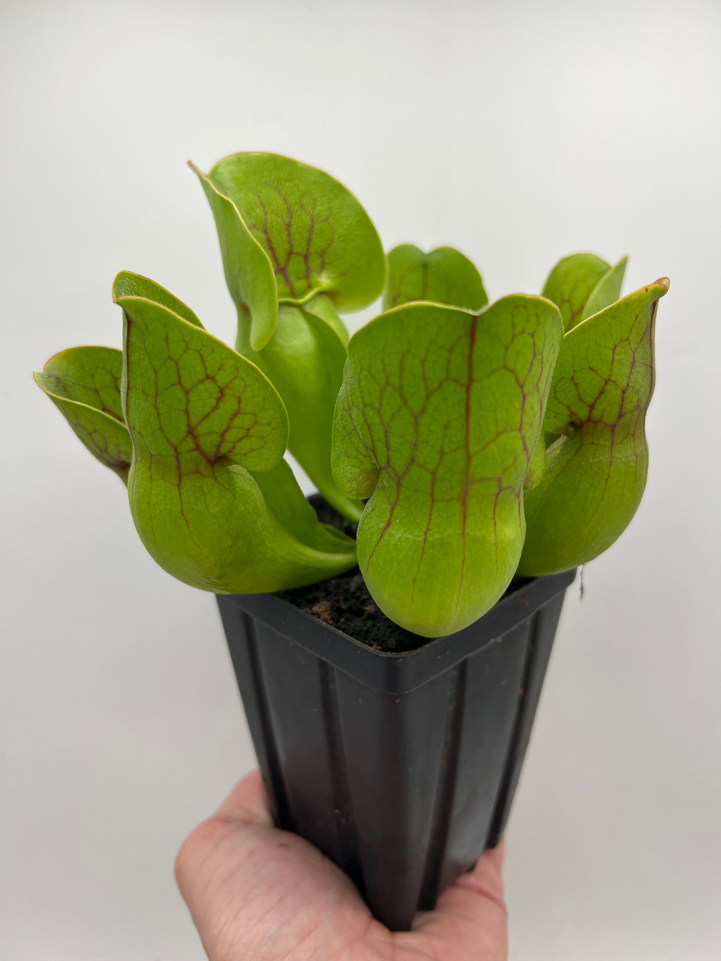 Sarracenia purpurea ssp. purpurea (Centre Co, PA) - Seed Grown #94