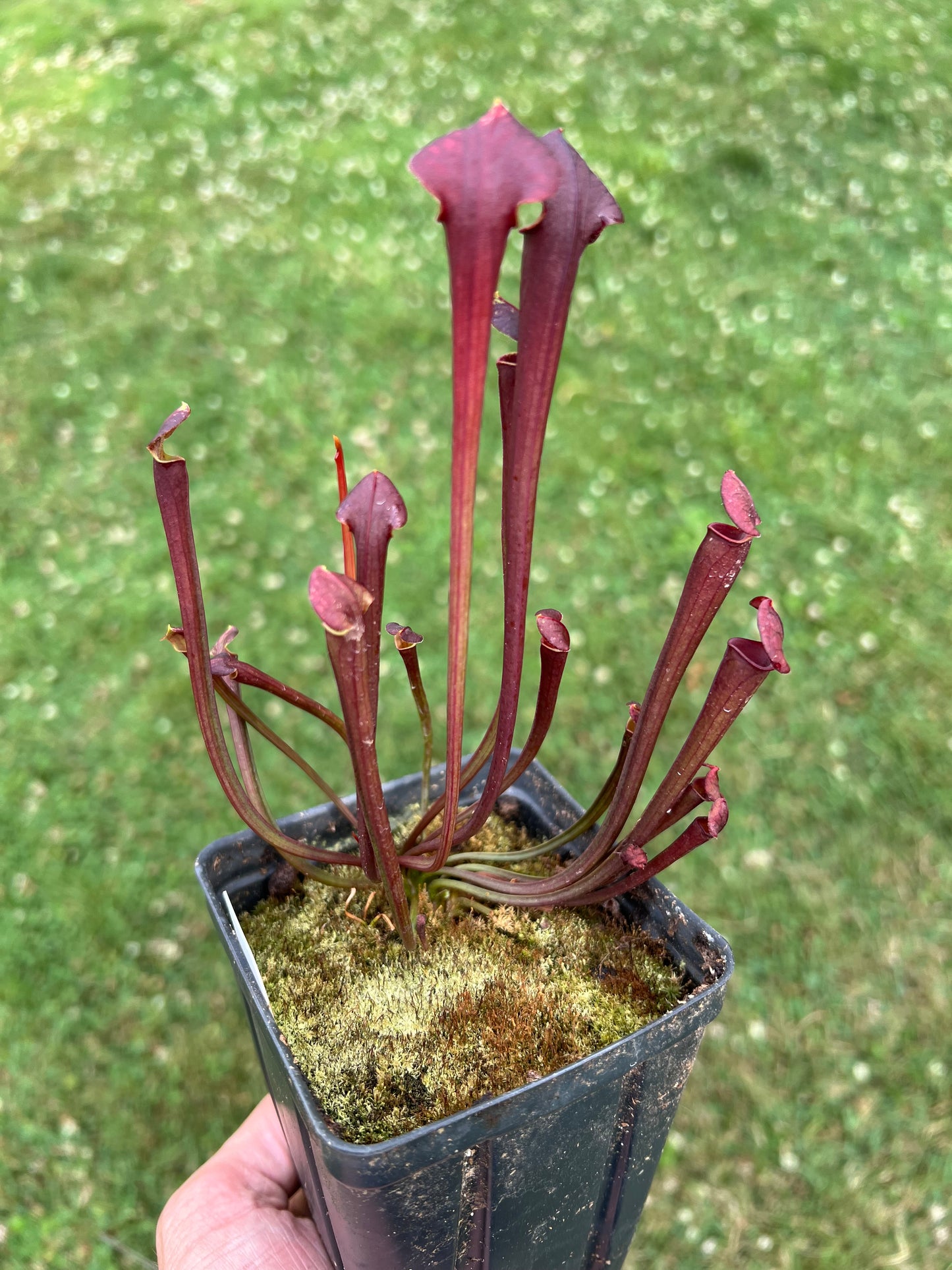 Sarracenia flava (Blackwater, FL) x OP - Seed Grown #1