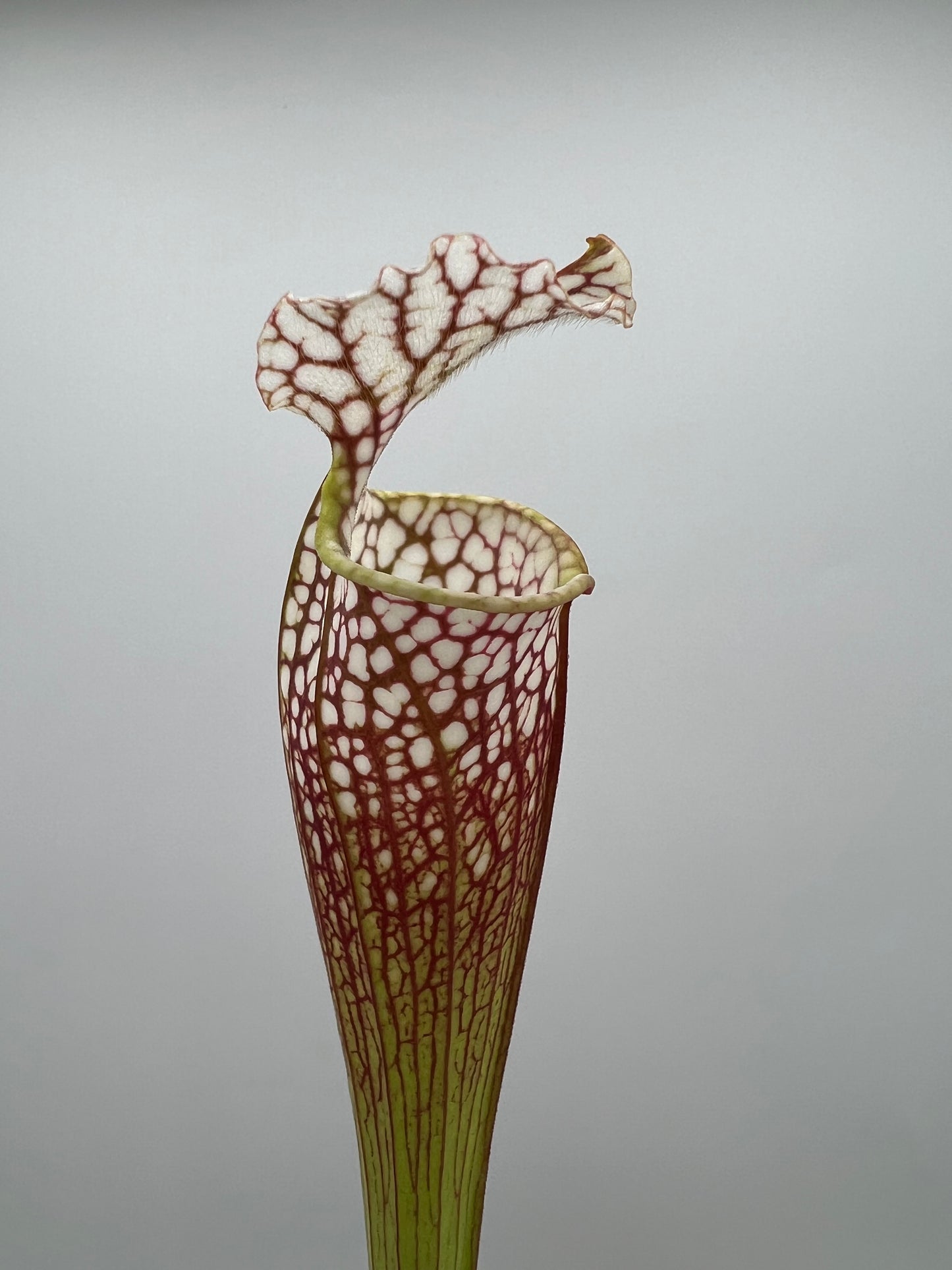 Sarracenia “Hawaiian Ice” x ‘Dragon Queen’ - Seed Grown #7