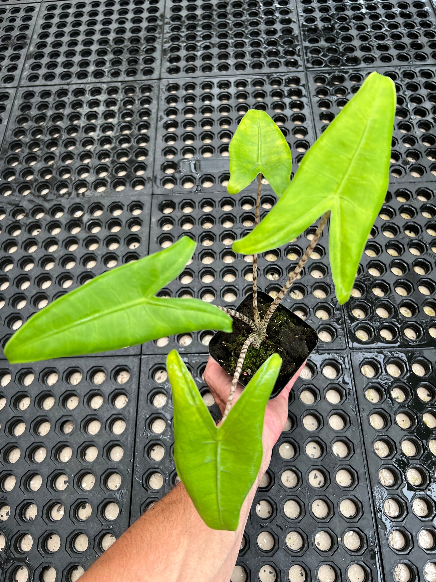 Alocasia ‘Zebrina’