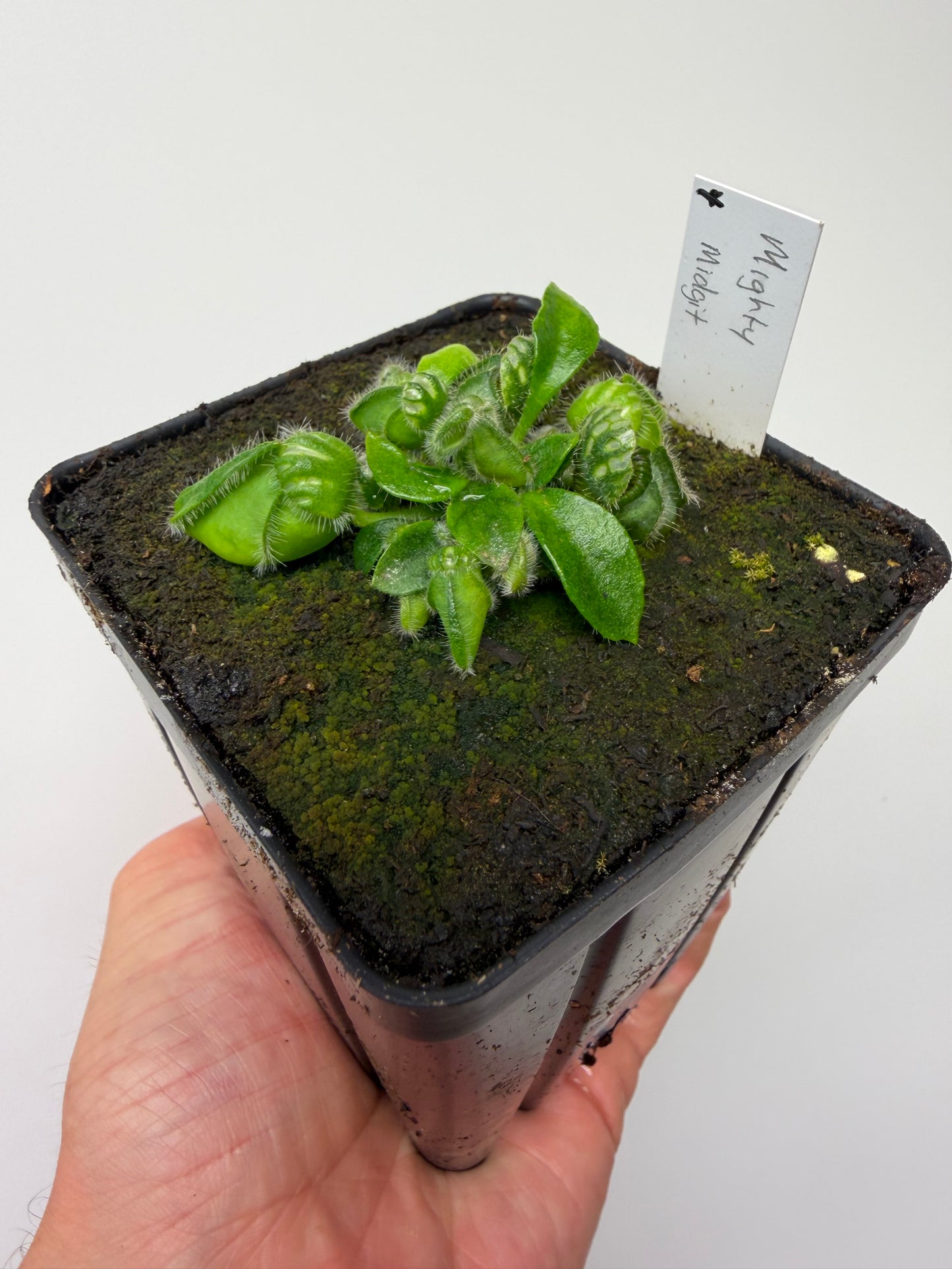 Cephalotus follicularis “Mighty Midget” - *Rare* (4)