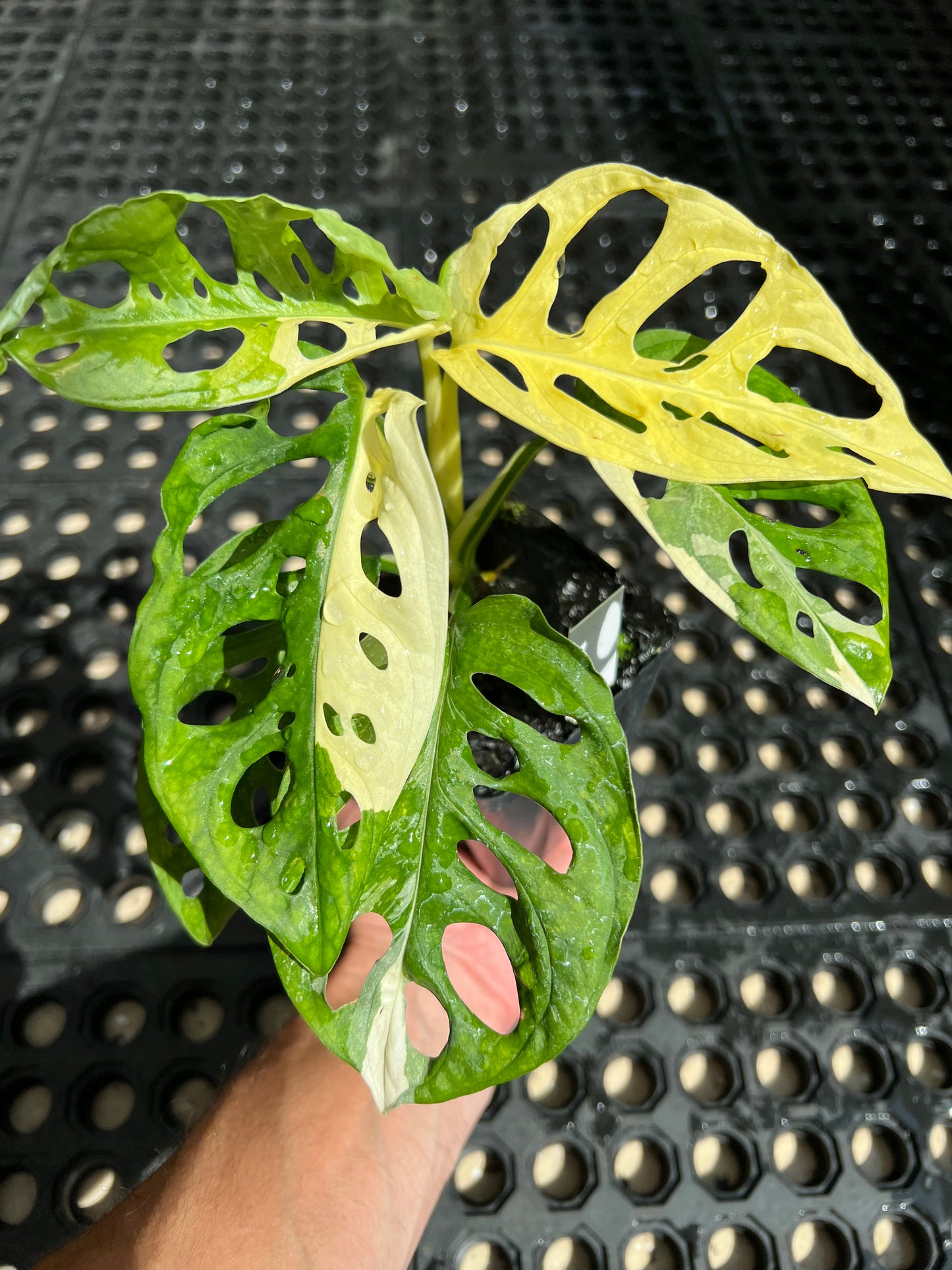 Monstera adansonii “Tricolor” LC