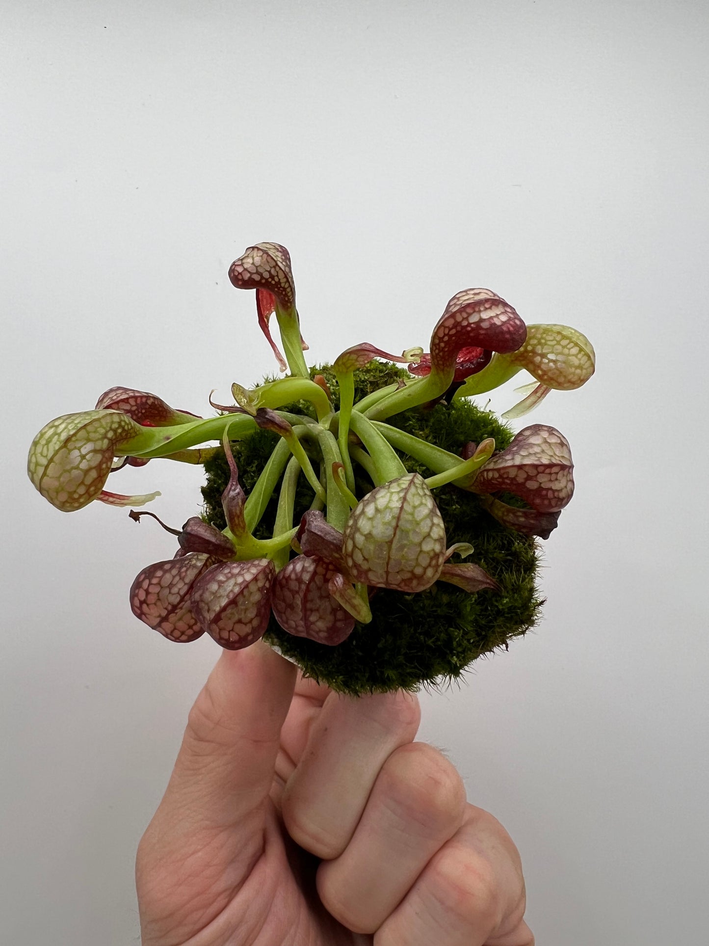 Darlingtonia californica (Cobra Pitcher Plant) - Seed Grown #170