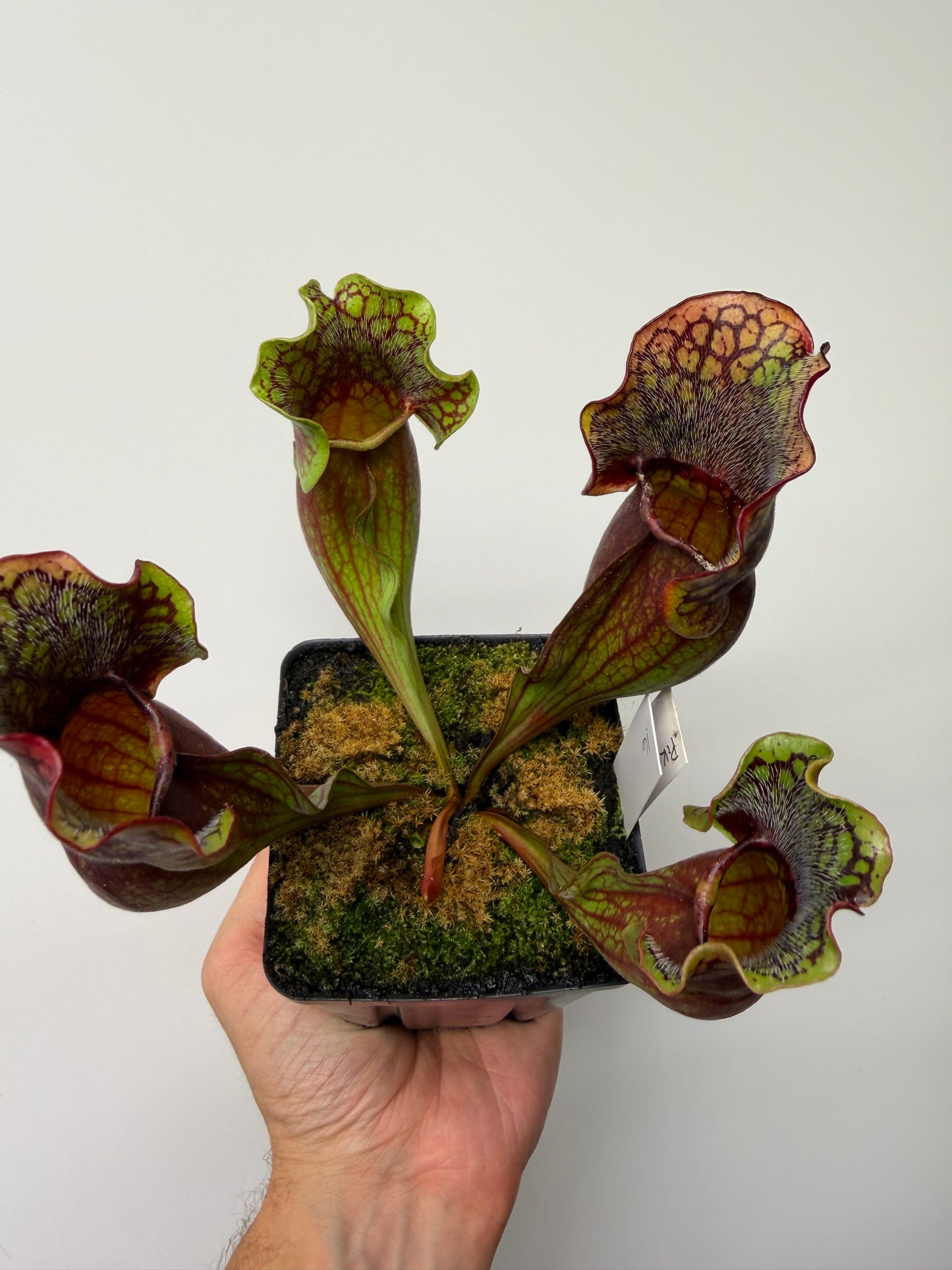 Sarracenia purpurea ssp. purpurea (Pike County, PA) - Seed Grown #16
