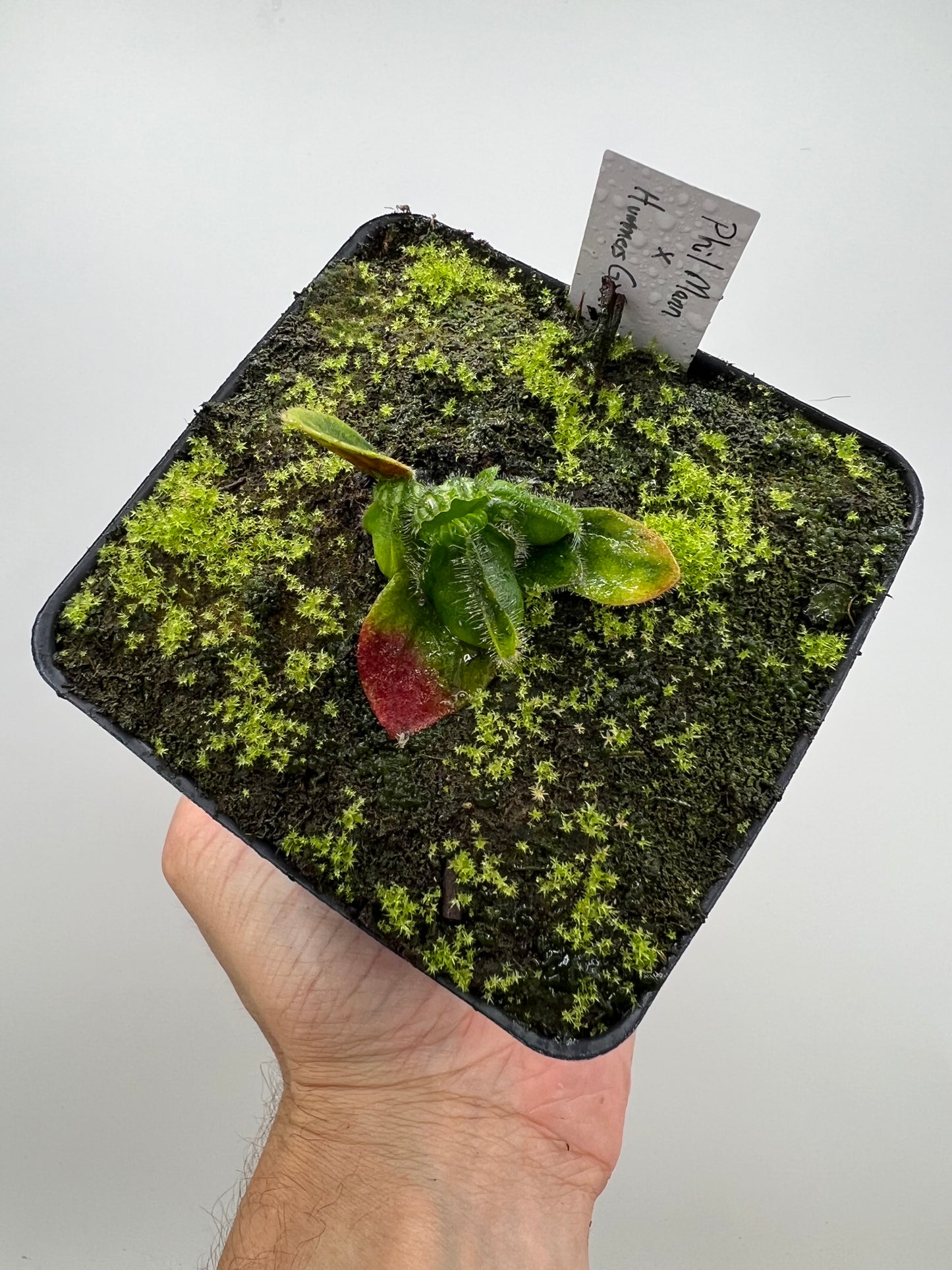 Cephalotus follicularis “Phil Mann” x “Hummers Giant”