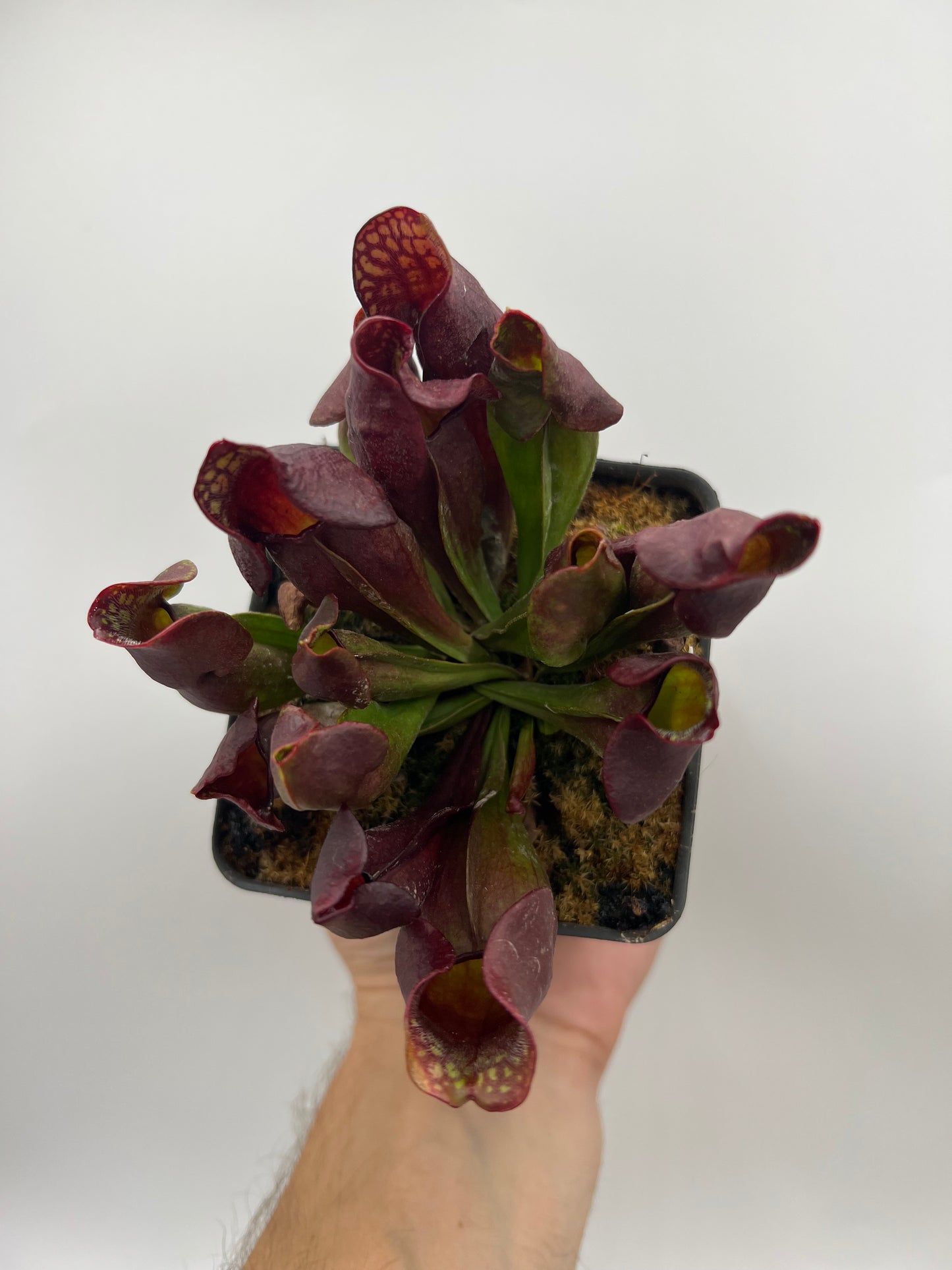 Sarracenia purpurea ssp. purpurea (Ft. Nelson, BC Canada) - Seed Grown *Rare*