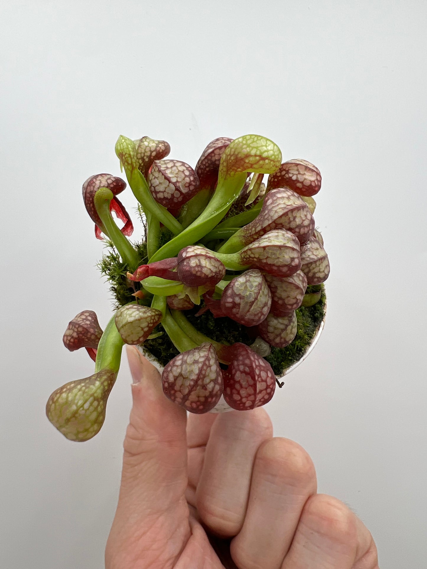 Darlingtonia californica (Cobra Pitcher Plant) - Seed Grown #165