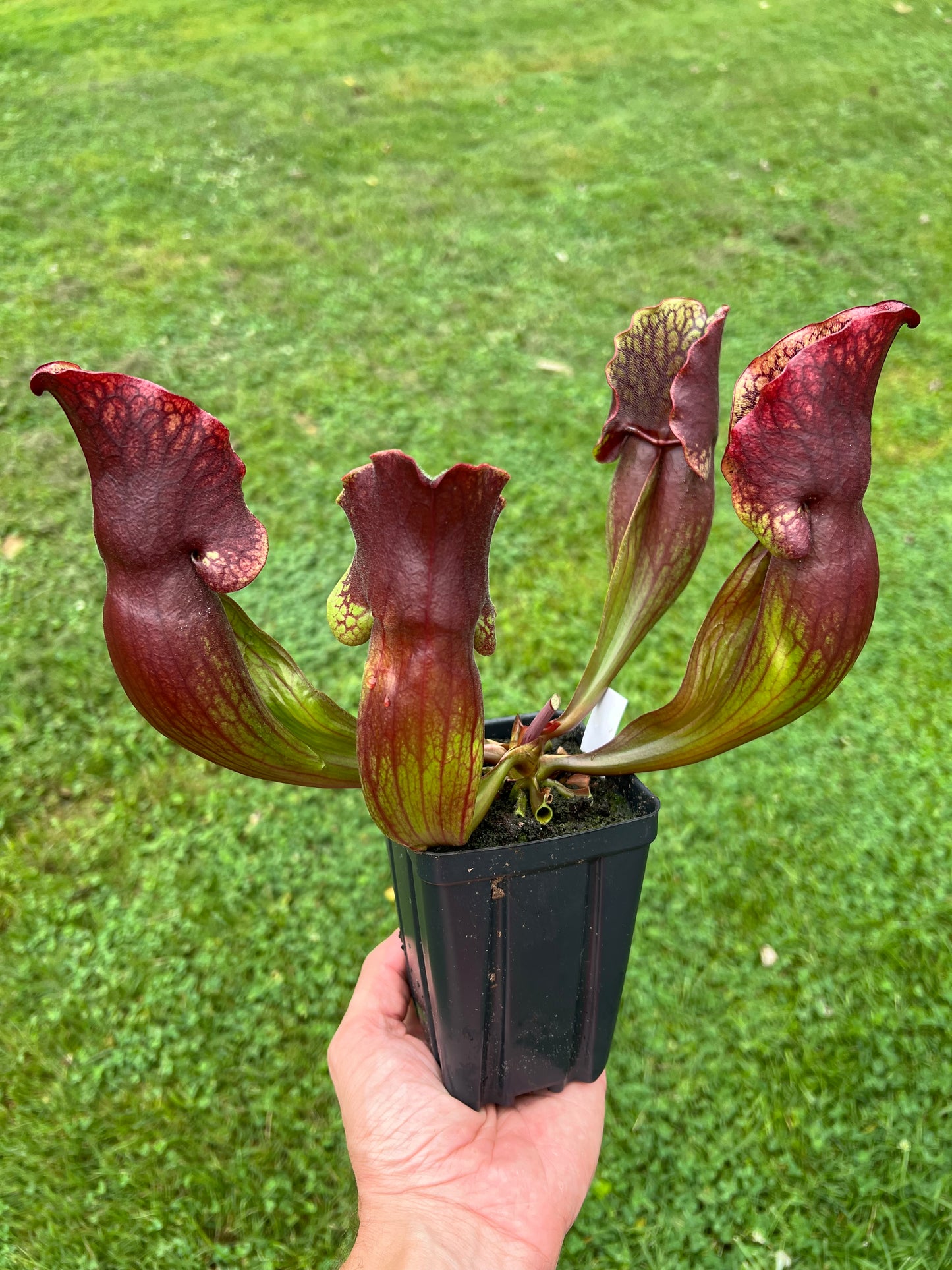 Sarracenia purpurea ssp. purpurea “Special” #8