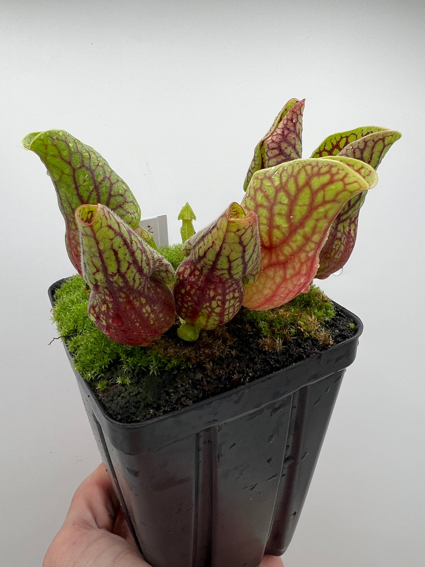 Sarracenia purpurea var. montana (Transylvania Co, NC) - Seed Grown #9