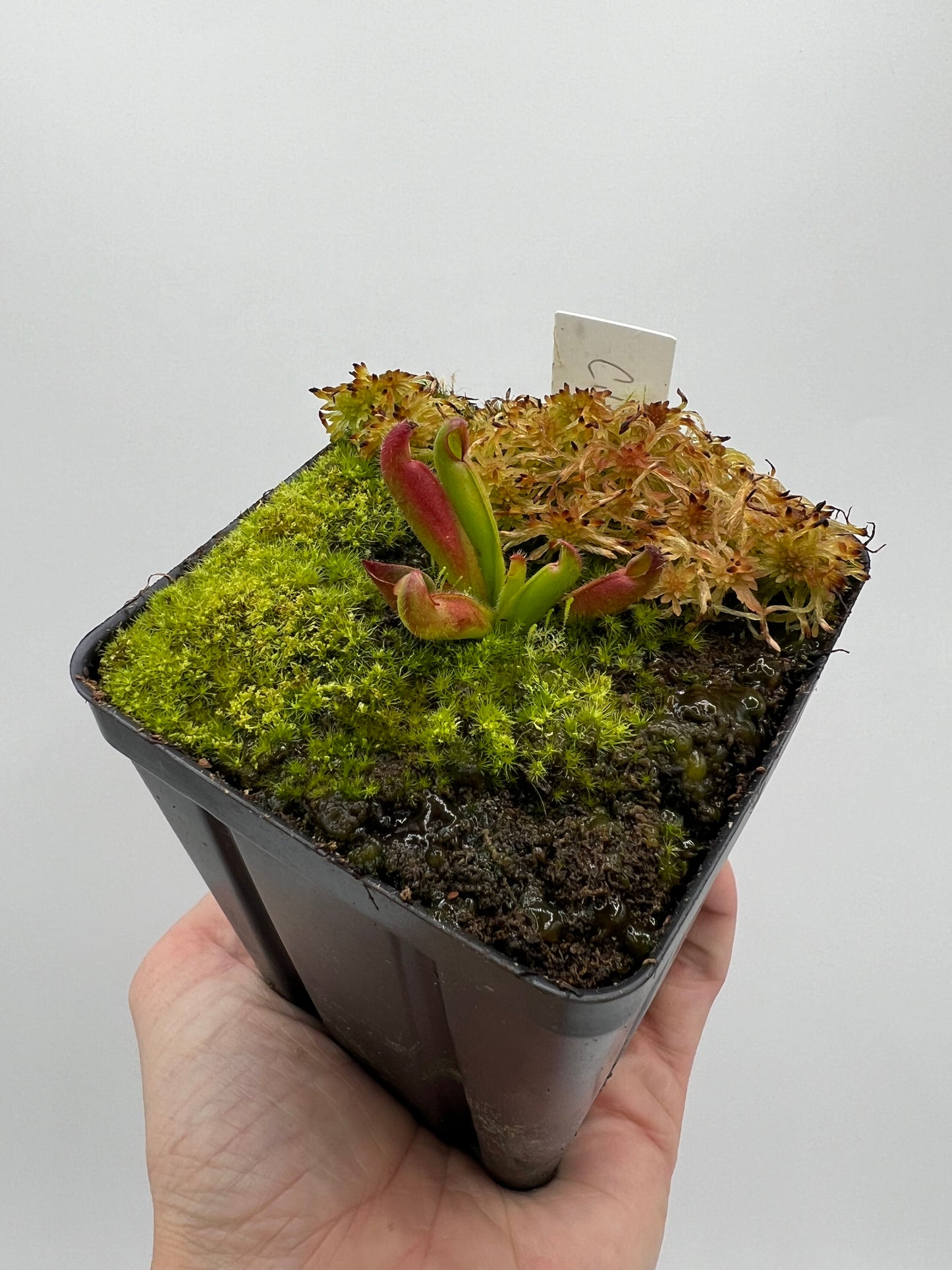 Heliamphora ciliata