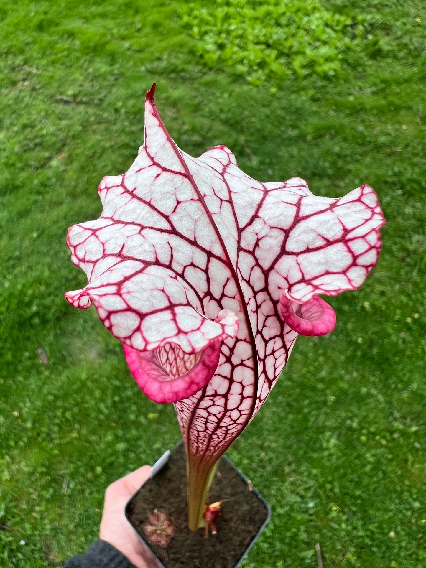 Sarracenia ‘Purple Lips’ x ‘Adrian Slack’
