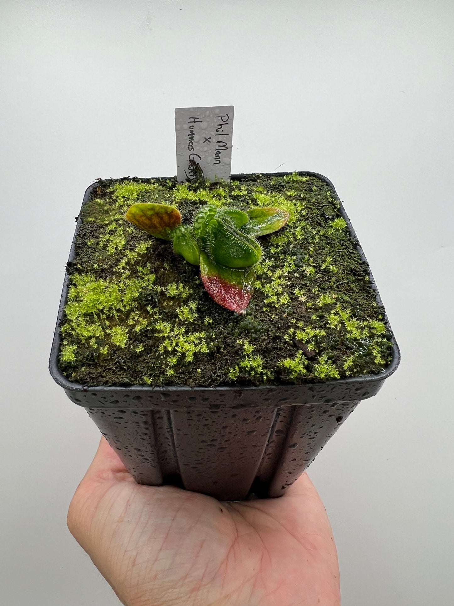 Cephalotus follicularis “Phil Mann” x “Hummers Giant”
