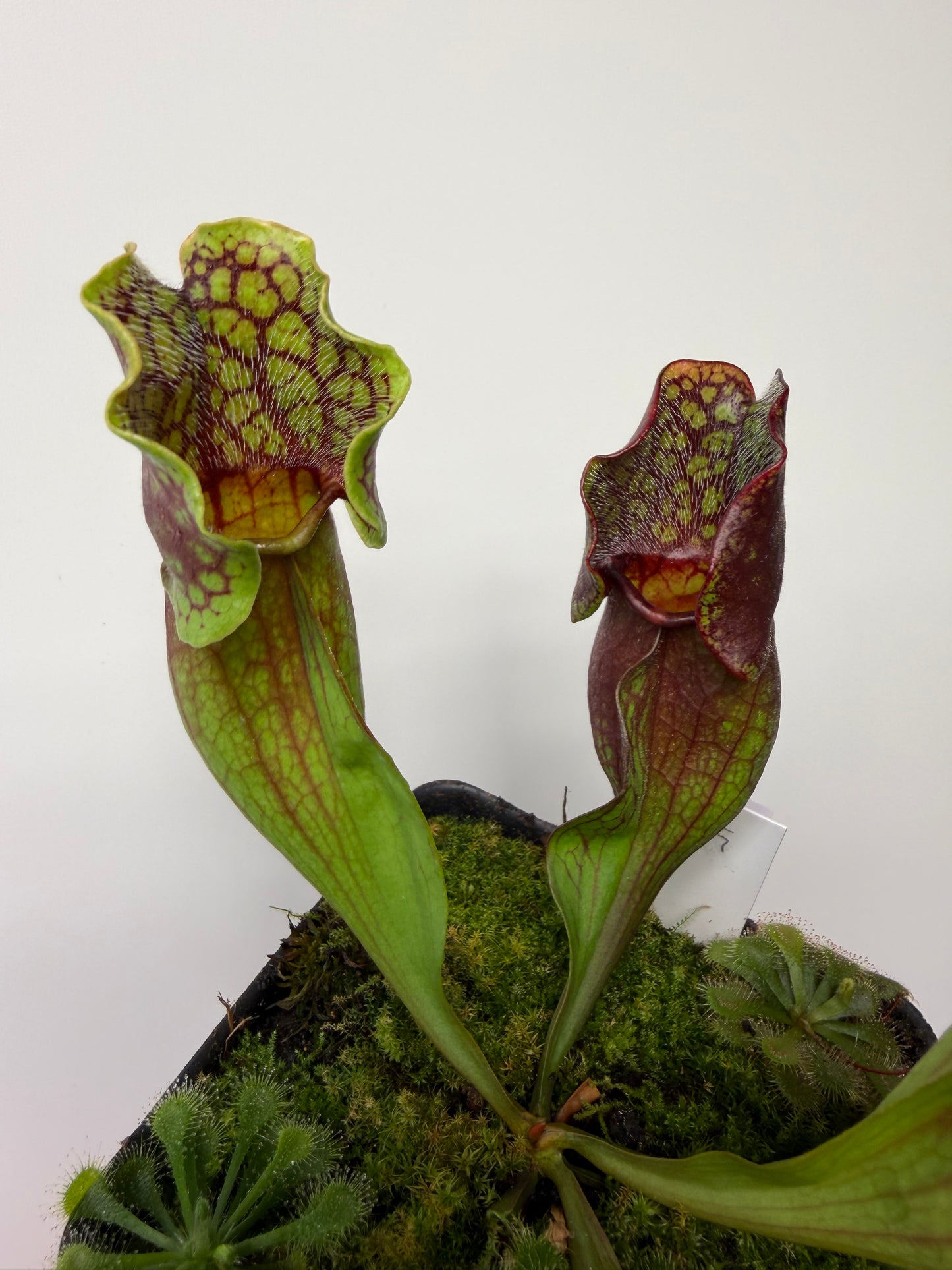Sarracenia purpurea ssp. purpurea (Pike County, PA) - Seed Grown #15