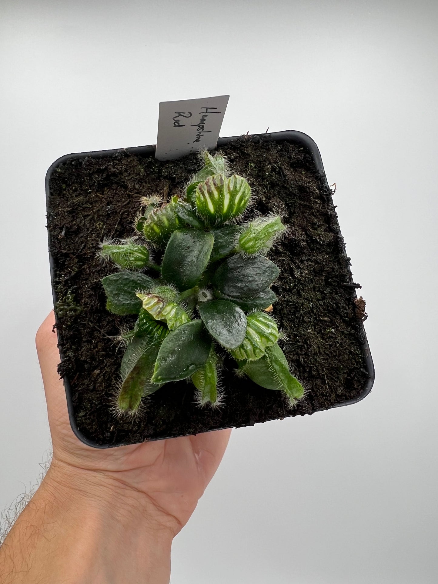 Cephalotus follicularis “Hampshire Red”
