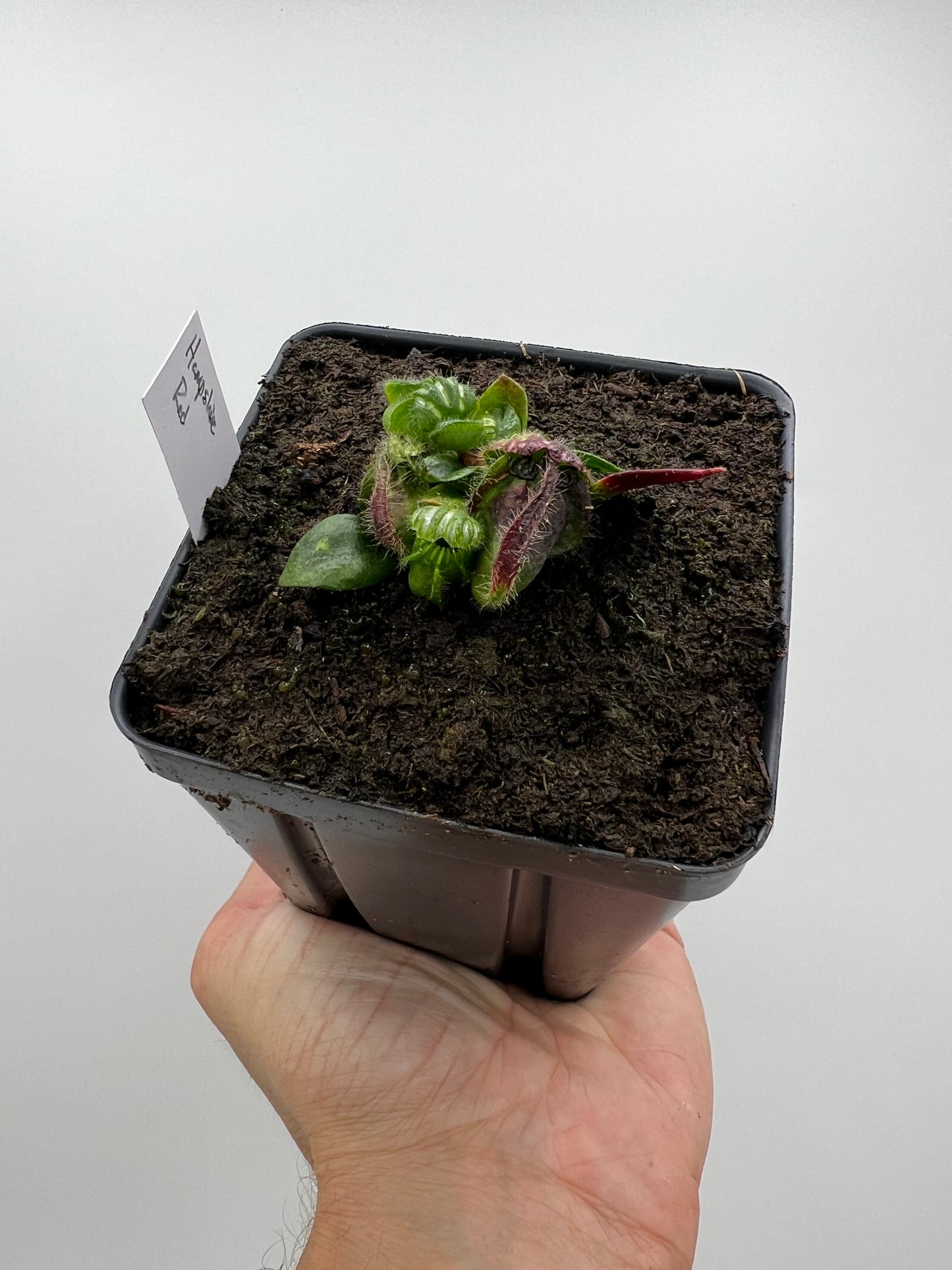 Cephalotus follicularis “Hampshire Red”