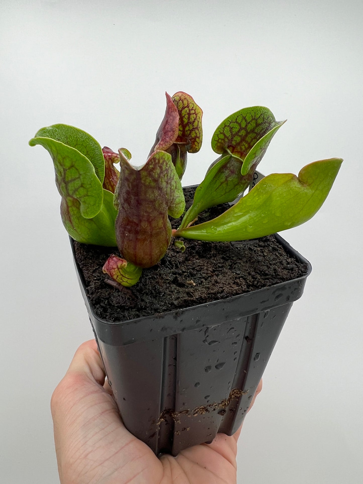Sarracenia purpurea ssp. purpurea (Centre Co, PA) x (Ocean Co, NJ) - Seed Grown #18
