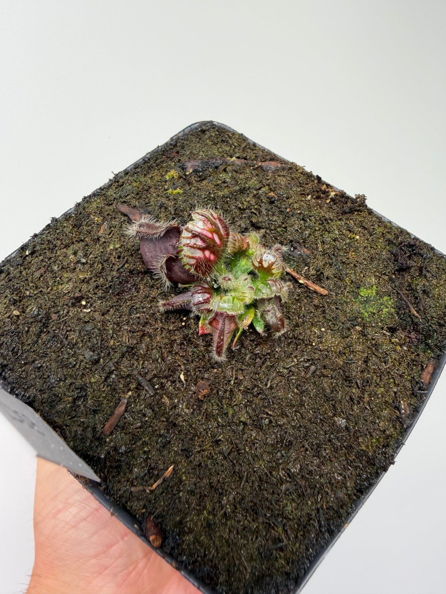 Cephalotus follicularis “David Švarc Black” - *Rare* (7)