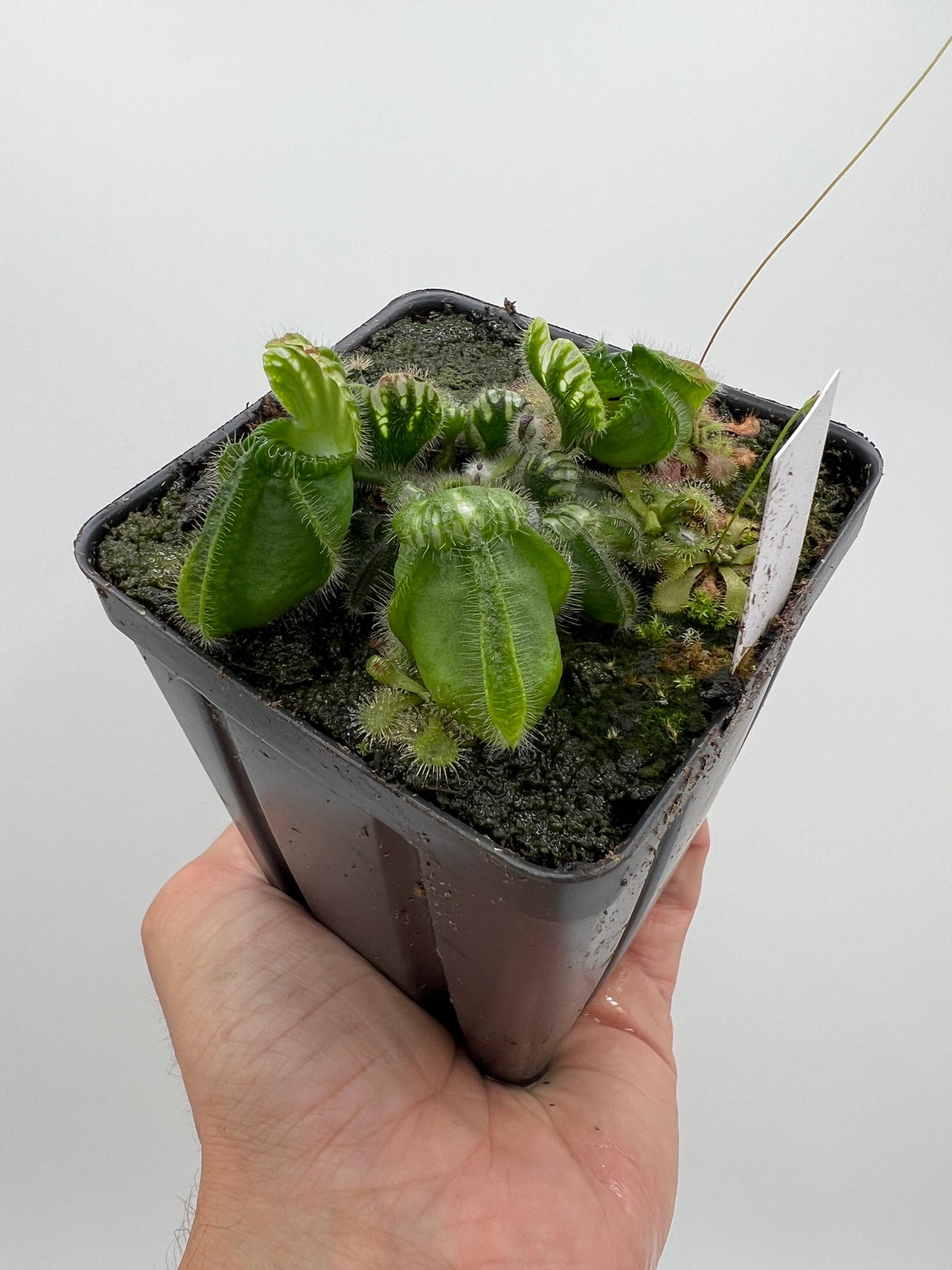 Cephalotus follicularis “Brewers Giant”