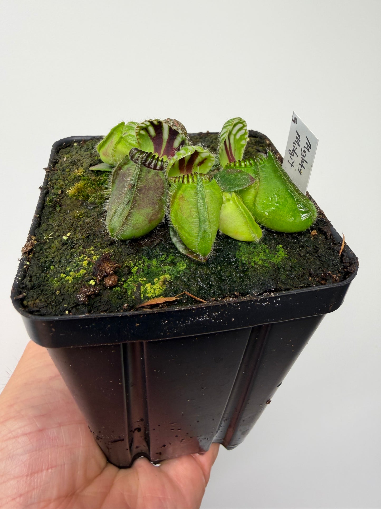 Cephalotus follicularis “Mighty Midget” - *Rare* (5)