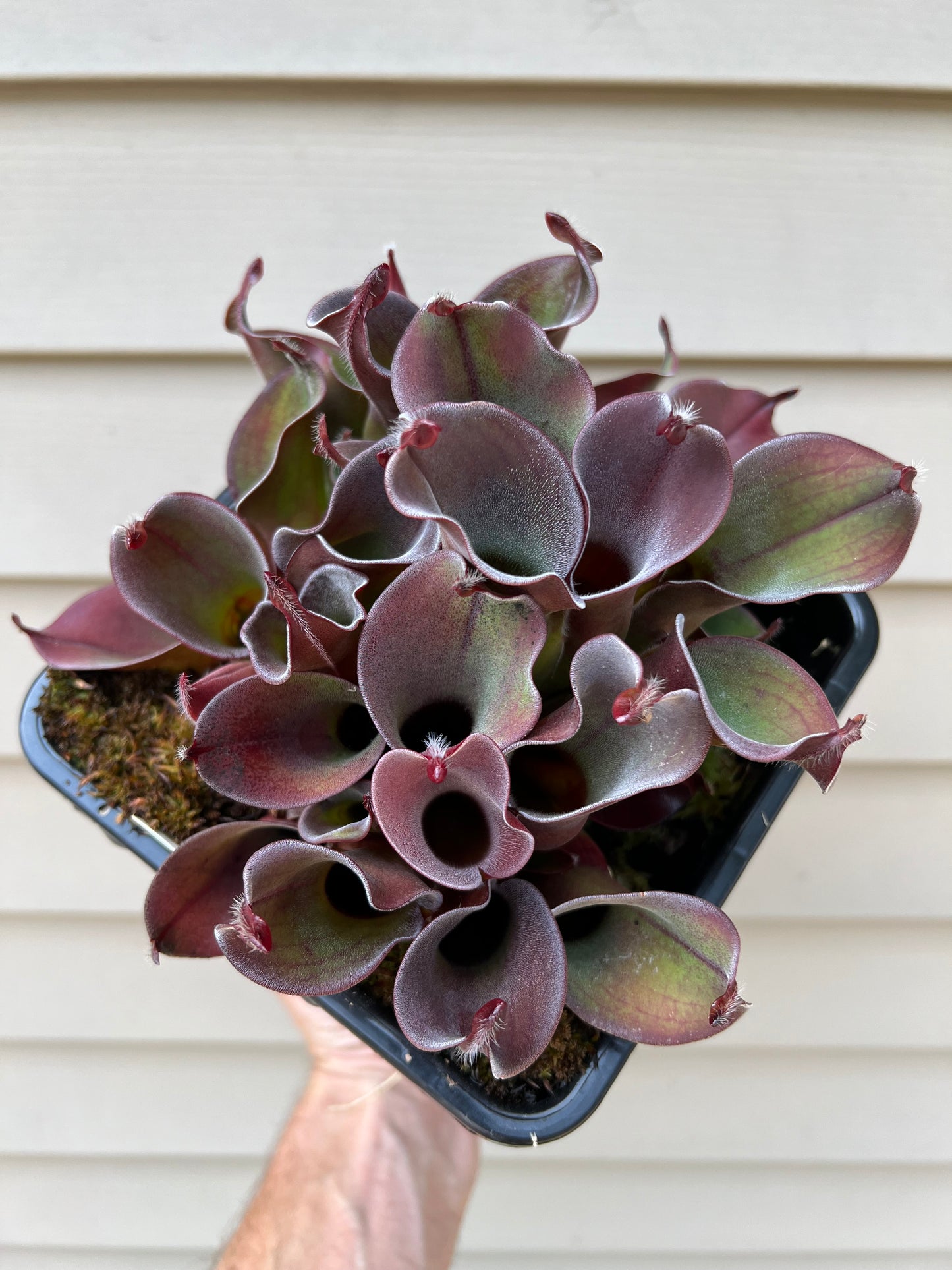 Heliamphora ciliata - Fresh Division (C)