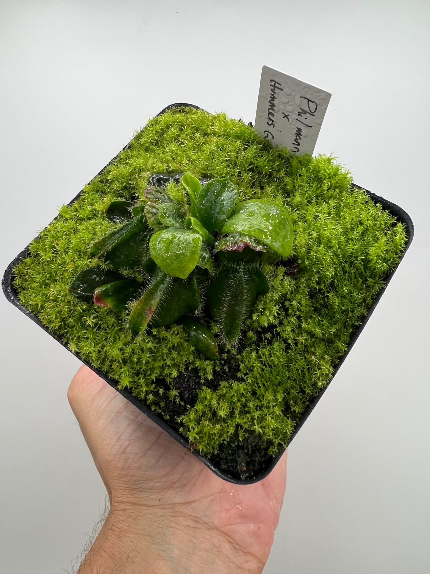 Cephalotus follicularis “Phil Mann” x “Hummers Giant”