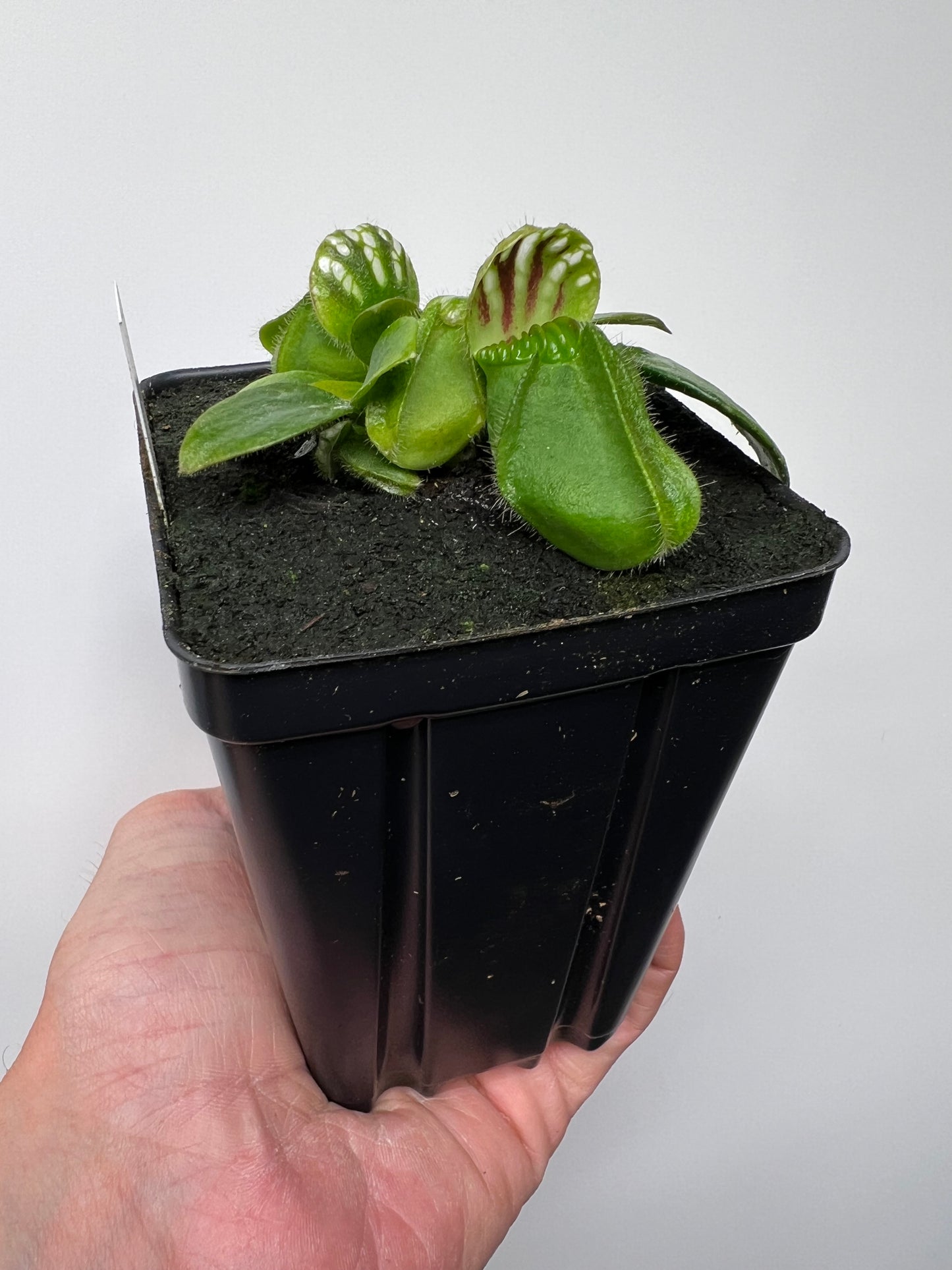 Cephalotus follicularis “Czech Giant”