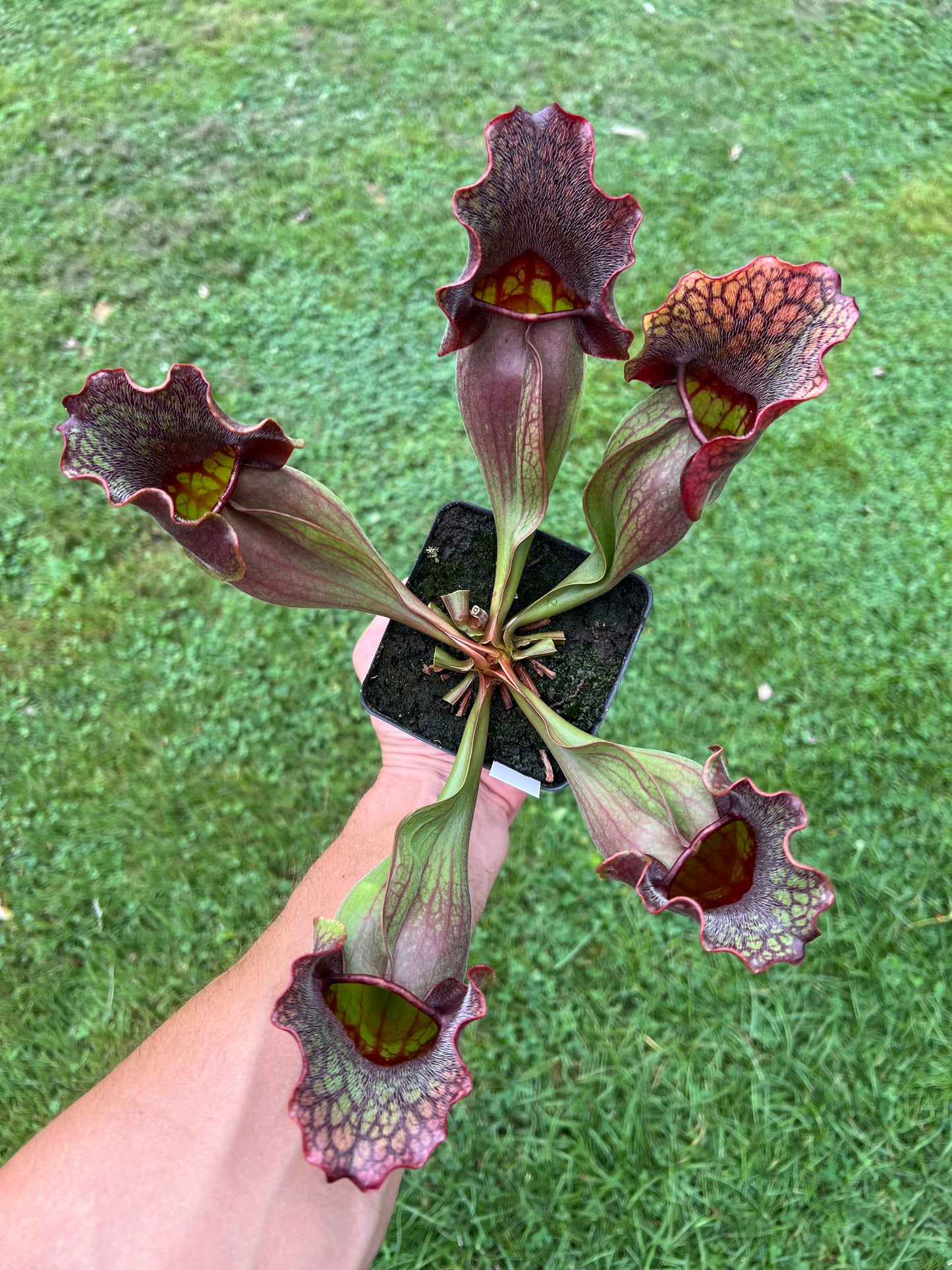 Sarracenia purpurea ssp. purpurea “Special” #9