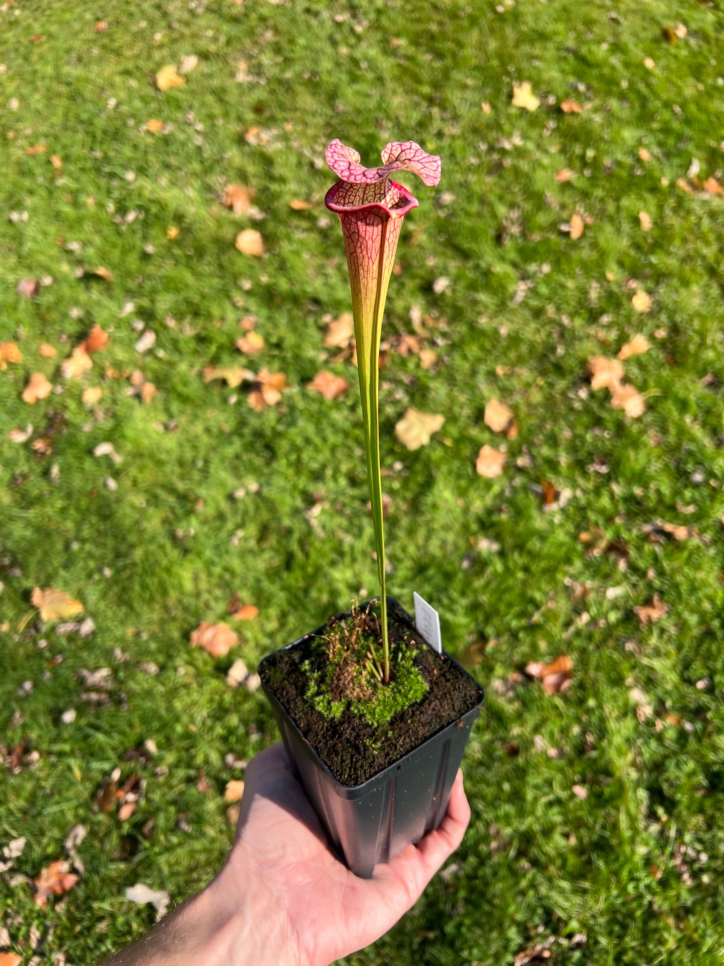 Sarracenia ‘Hot Lips’ x ‘Adrian Slack’ - Seed Grown (LC)