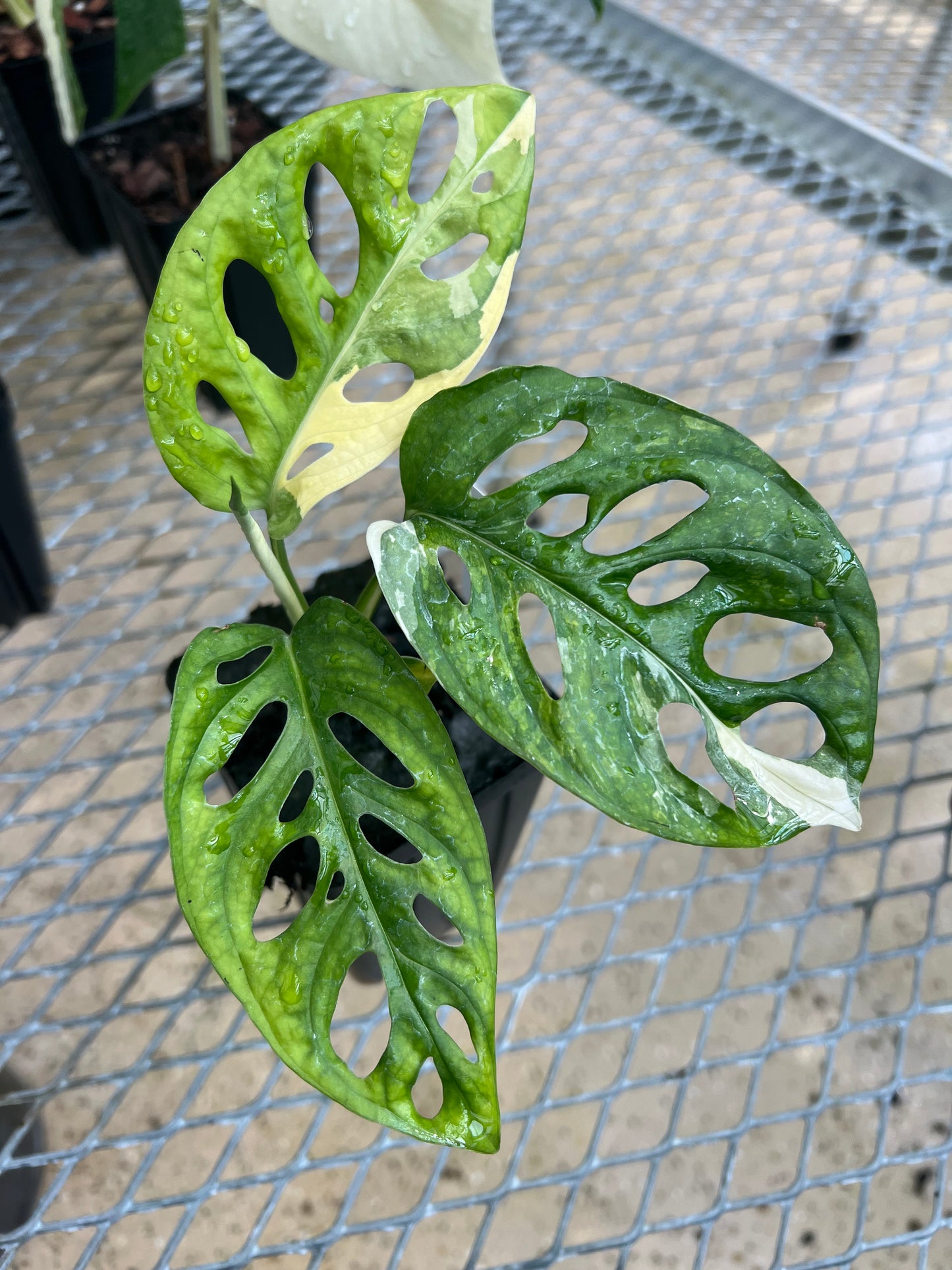 Monstera adansonii “Tricolor” LC