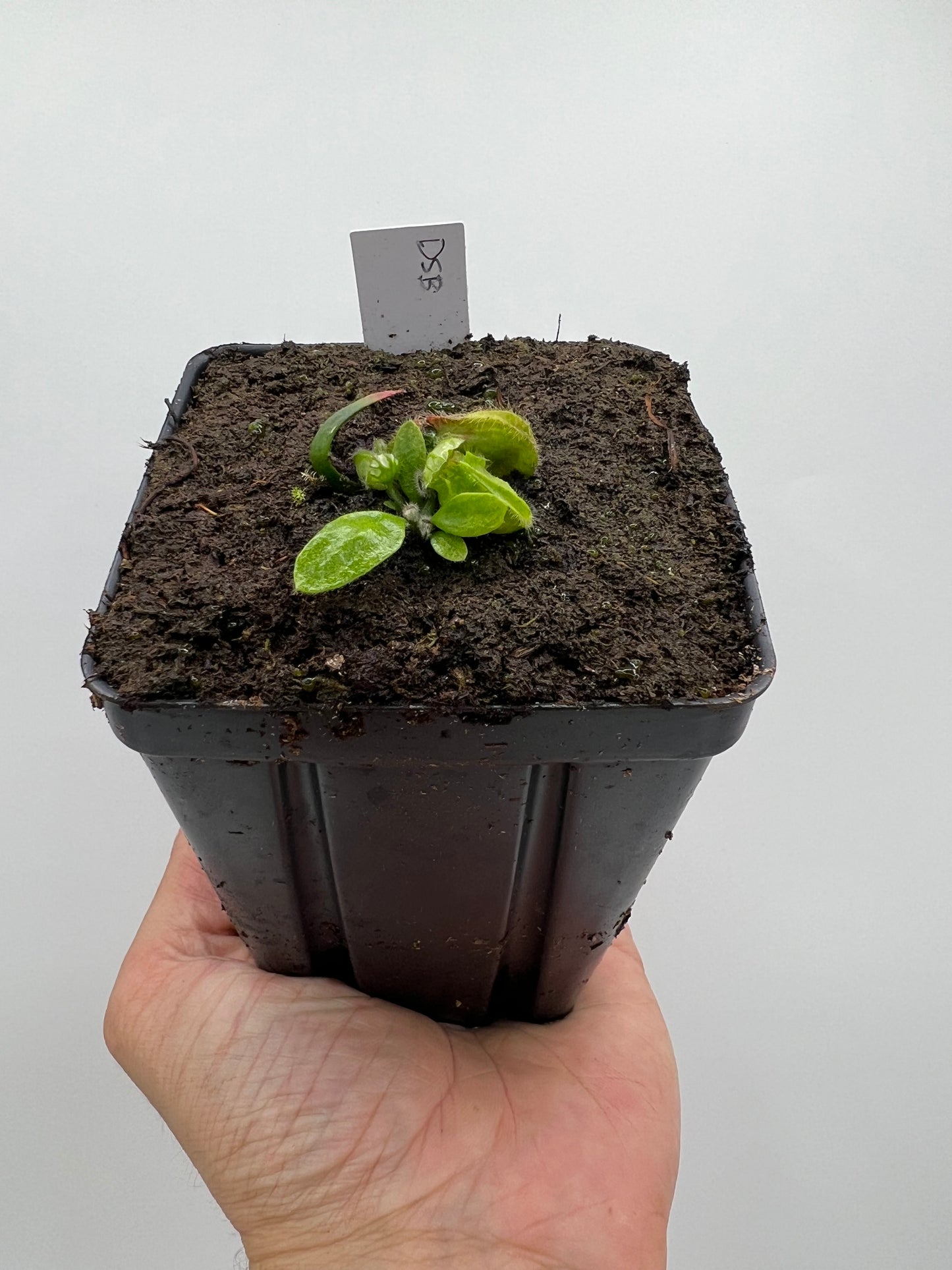 Cephalotus follicularis “David Švarc Black”