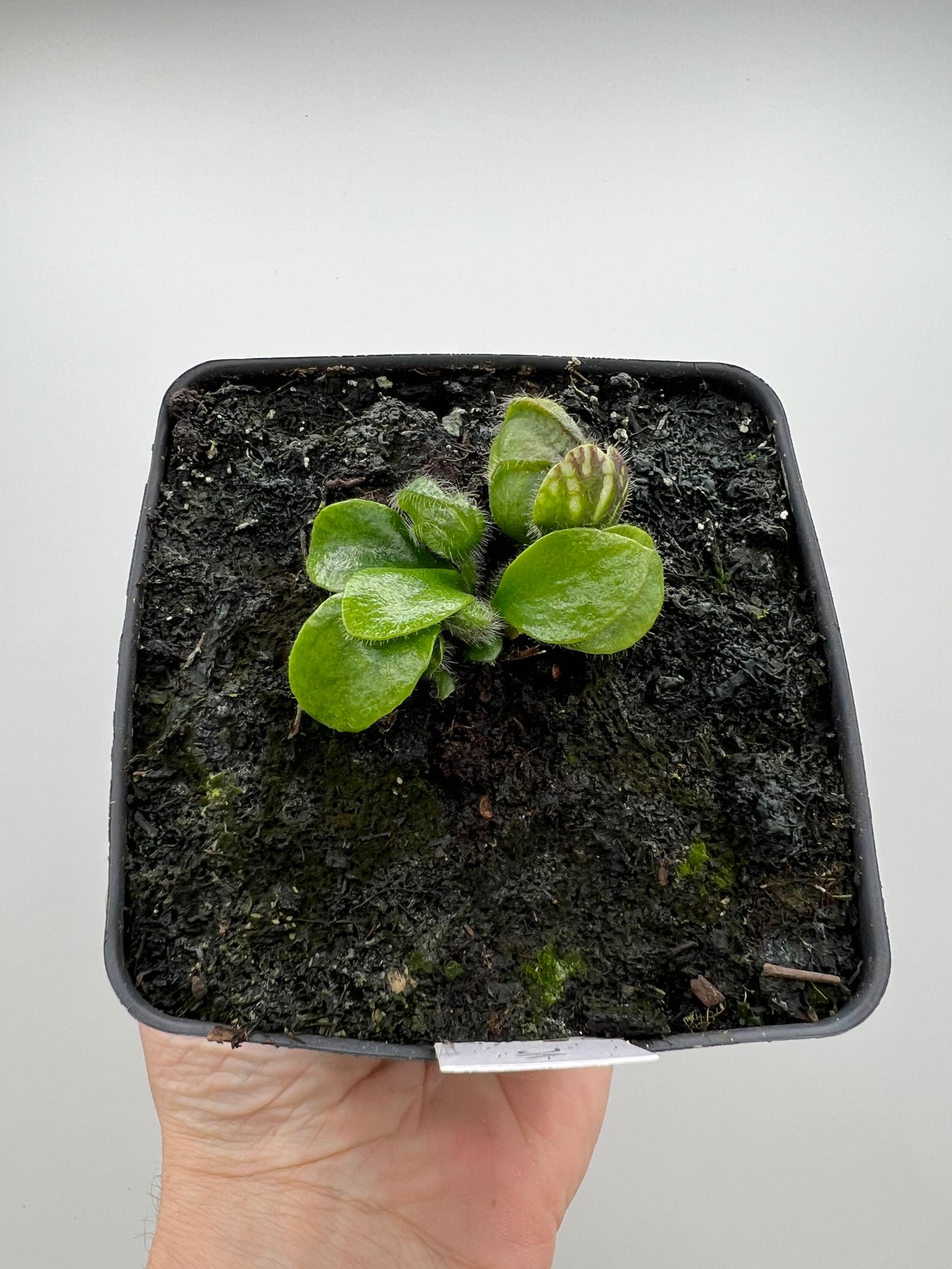 Cephalotus follicularis “Vigorous Clumping” - Stephen Morley