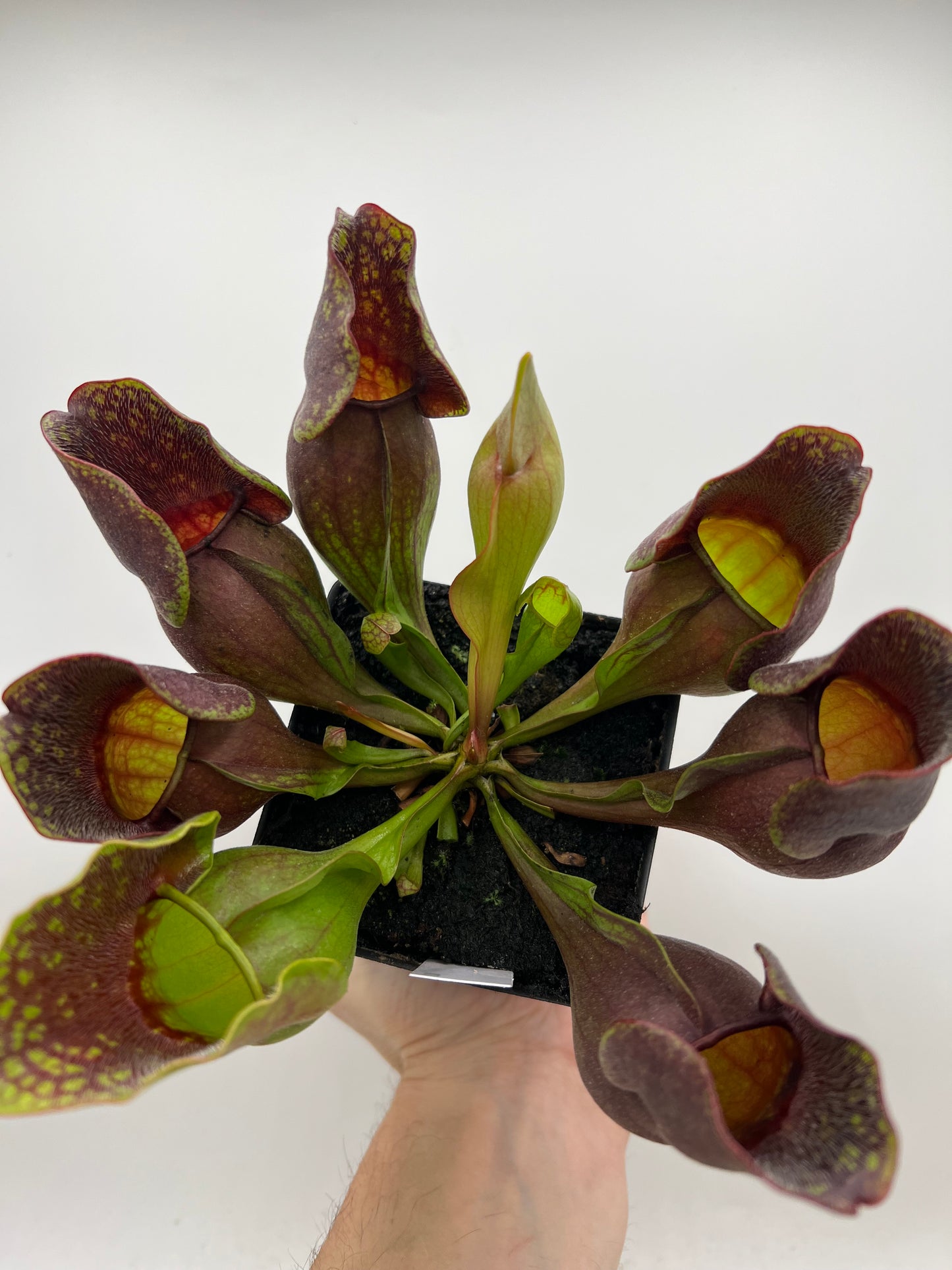 Sarracenia purpurea ssp. purpurea (Centre Co, PA) - Seed Grown #111