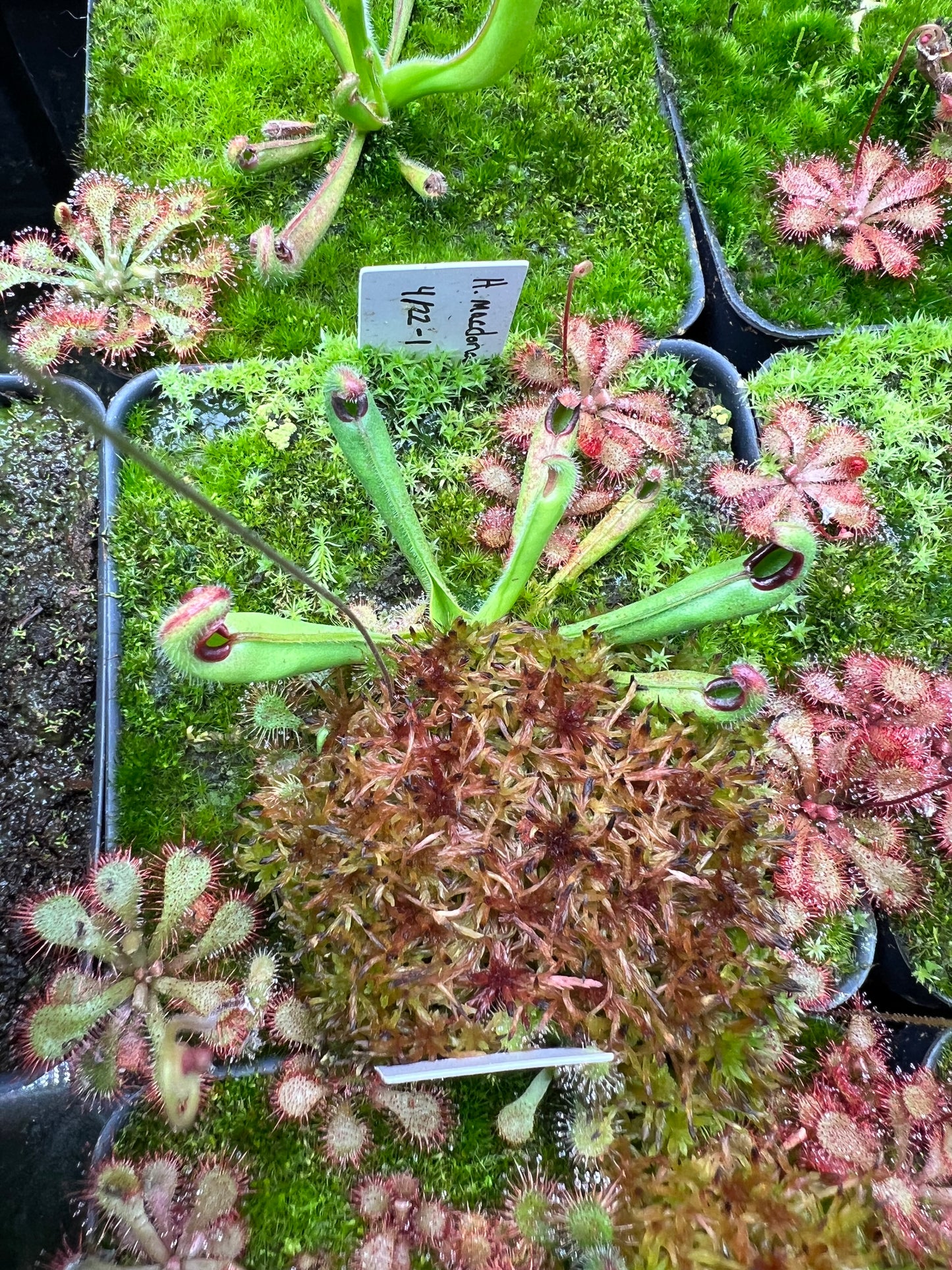Heliamphora macdonaldae - Seed Grown #1