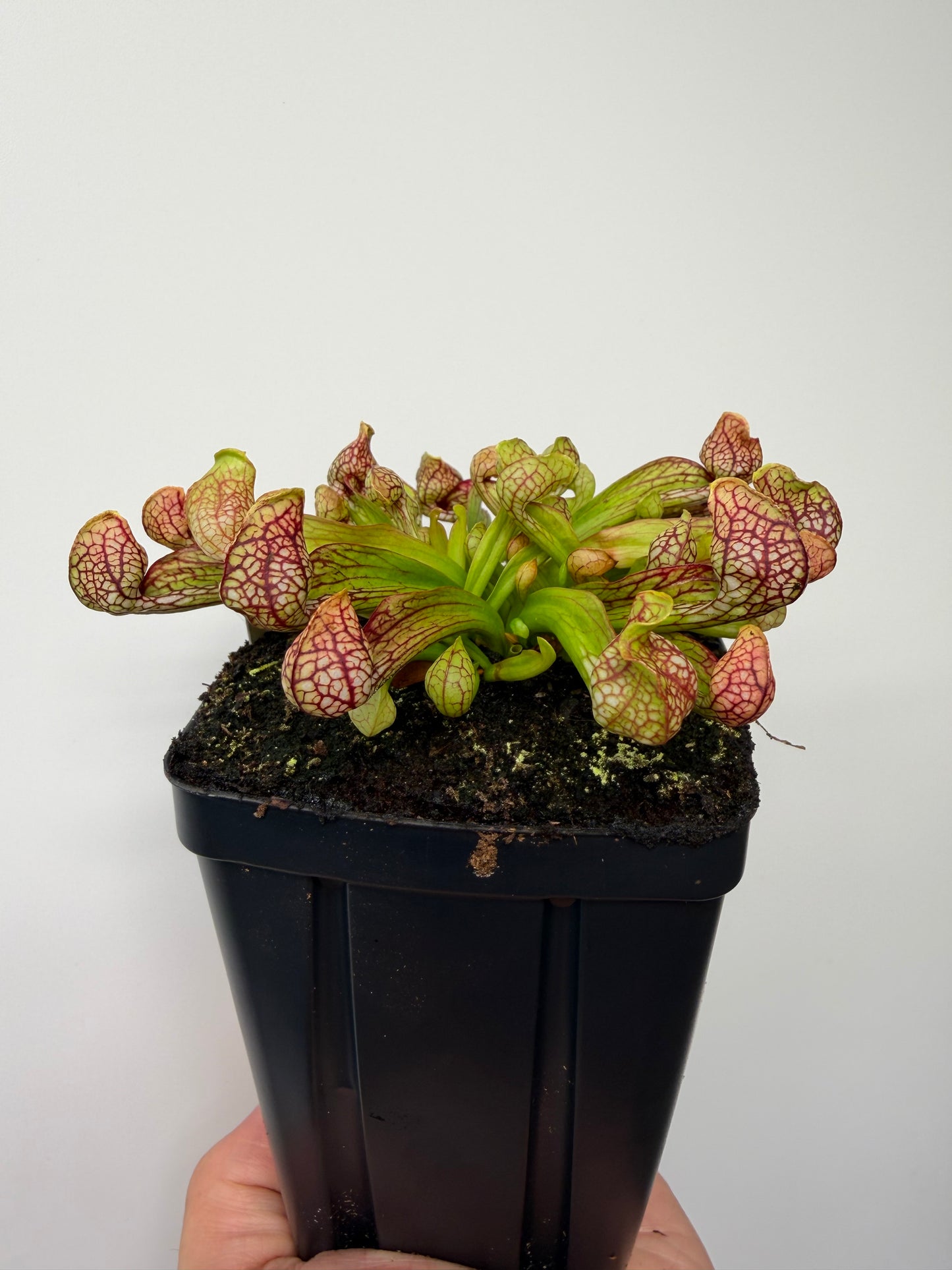 Sarracenia psittacina - “Turkey Hen Creek” - Seed Grown (8)
