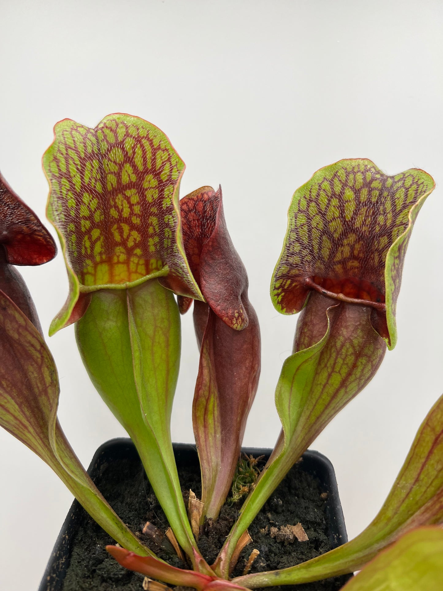 Sarracenia purpurea ssp. purpurea (Centre Co, PA) - Seed Grown #93