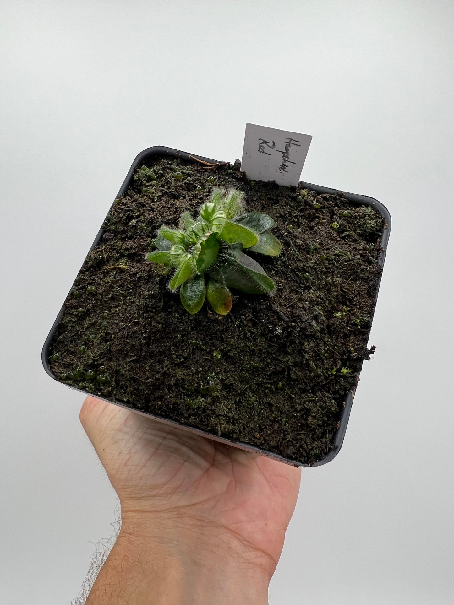 Cephalotus follicularis “Hampshire Red”